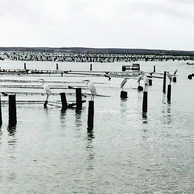 A flock of Egrets social distancing on the Oyster racks!
.

#seafood #eyrepeninsula #southaustralia #oysters #coffinbay #portlincoln #coffinbayoysters #coffinbayoysterfarmtours #oysterfarmtours #ichoosesa #holidayathome #australia #oceantoplate #seaf