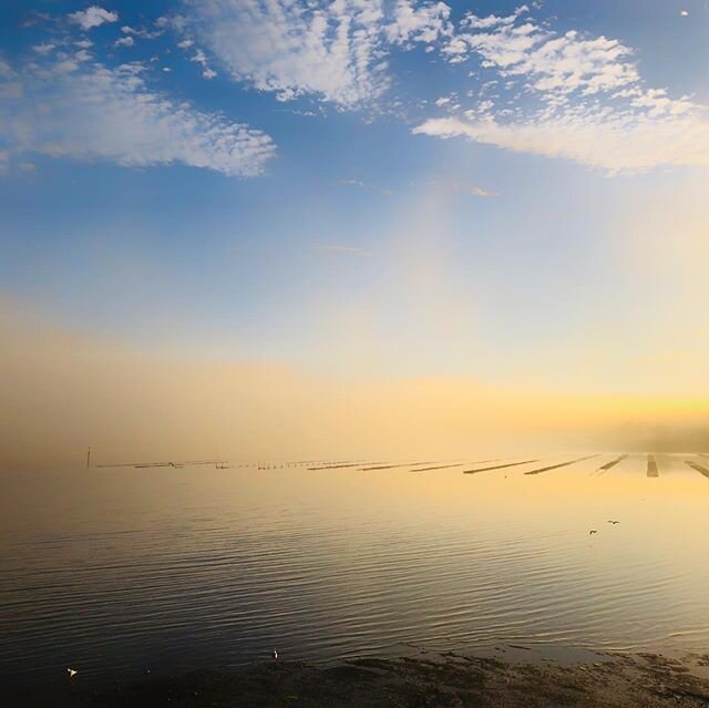 A foggy start to the day looking out over the Coffin Bay oyster lease