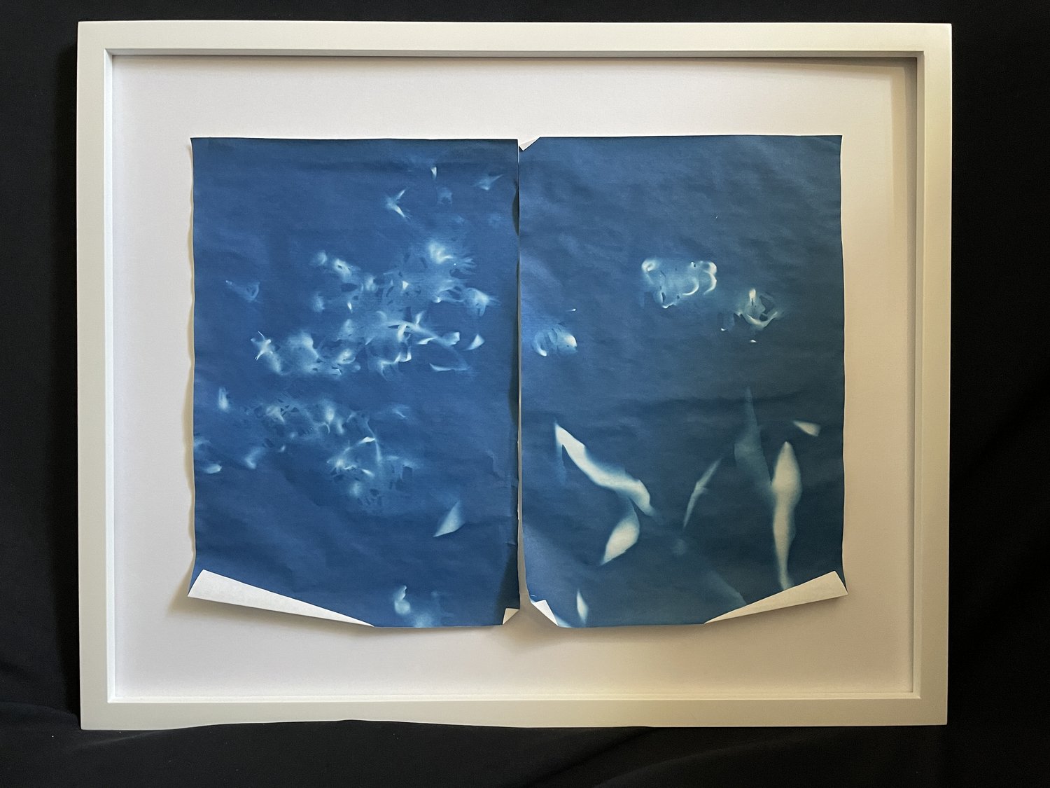 Blowing in the Wind Double Cyanotype (Framed) — Yael Wolfe