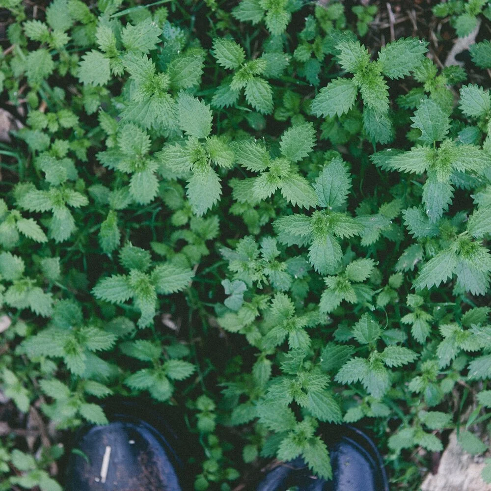 edible weeds again.jpeg