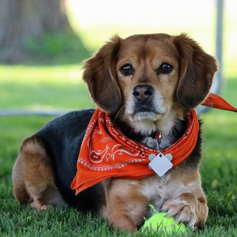 Corby was my pet portrait shoot for today
