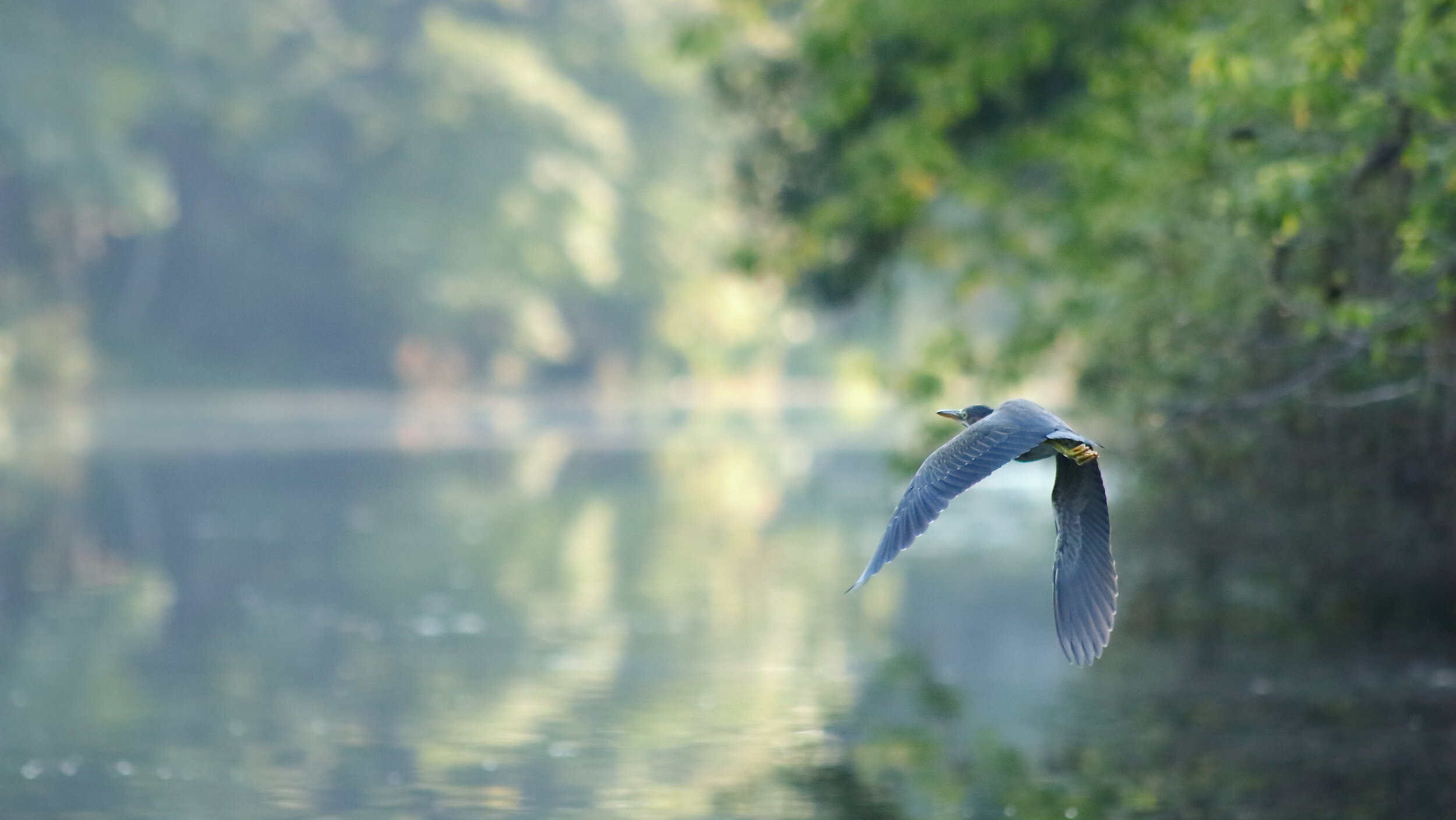 Green Heron, Foggy Morning