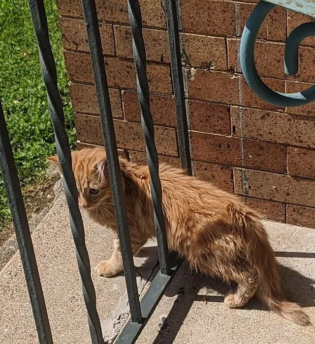 A couple of weeks ago Jackie Daytona showed up on our porch in the middle of the day. He was very friendly but after I fed him he threw it right up. We called Animal Friends of Lansdowne, they picked him up and took him to the vet. It was eventually