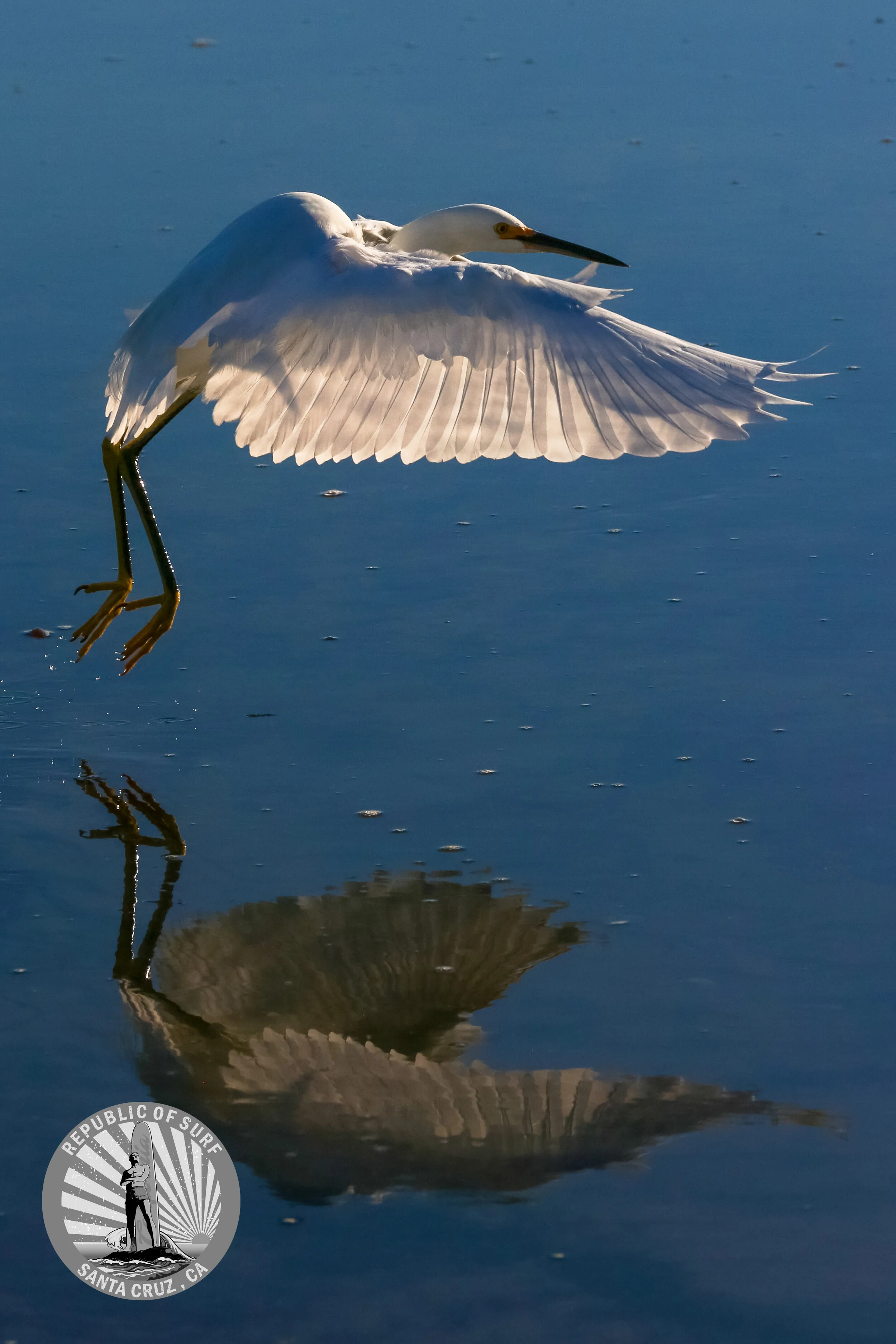 Flight of the Egret - Fine Art Metal Print