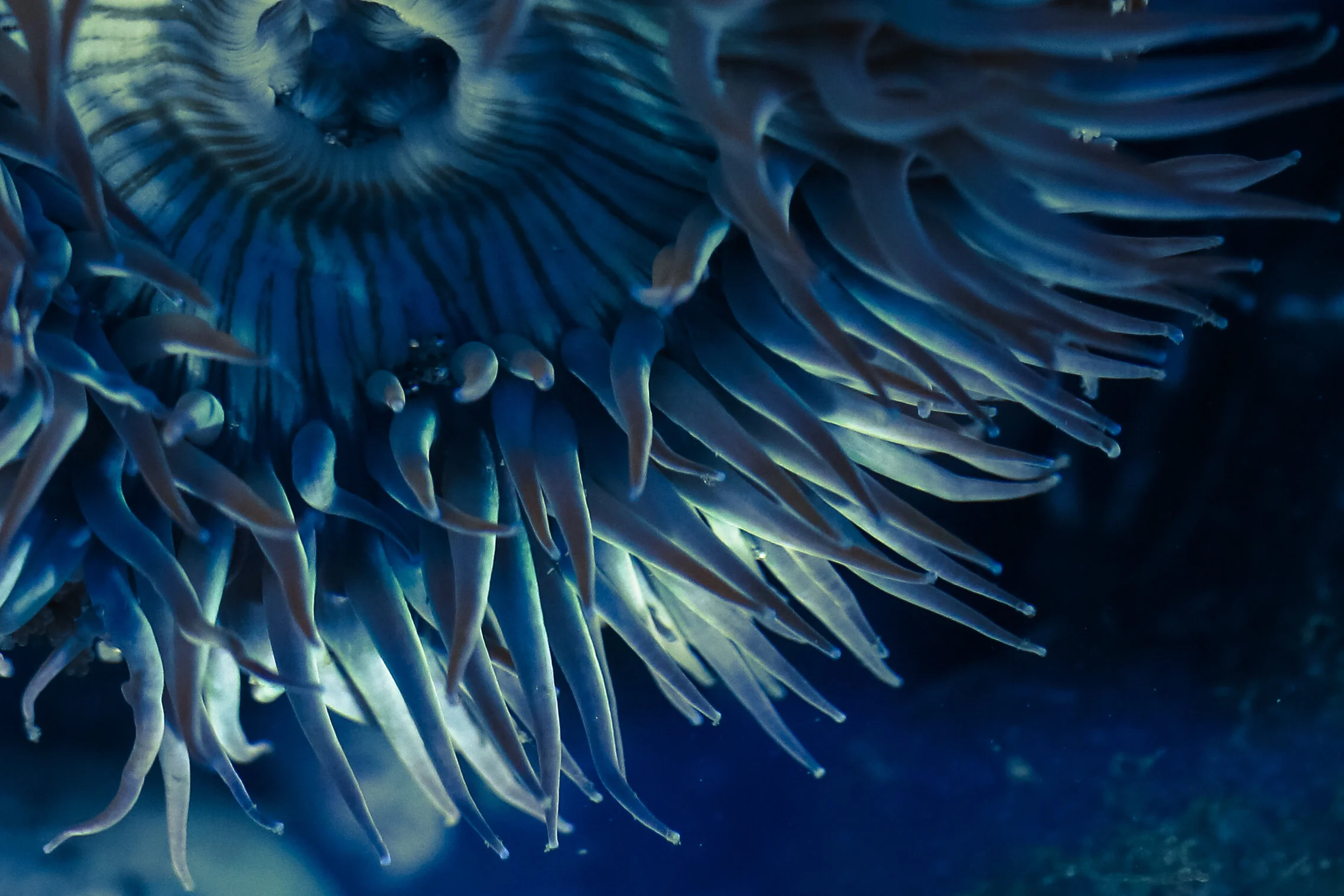 Anemone Blues - Fine Art Metal Print