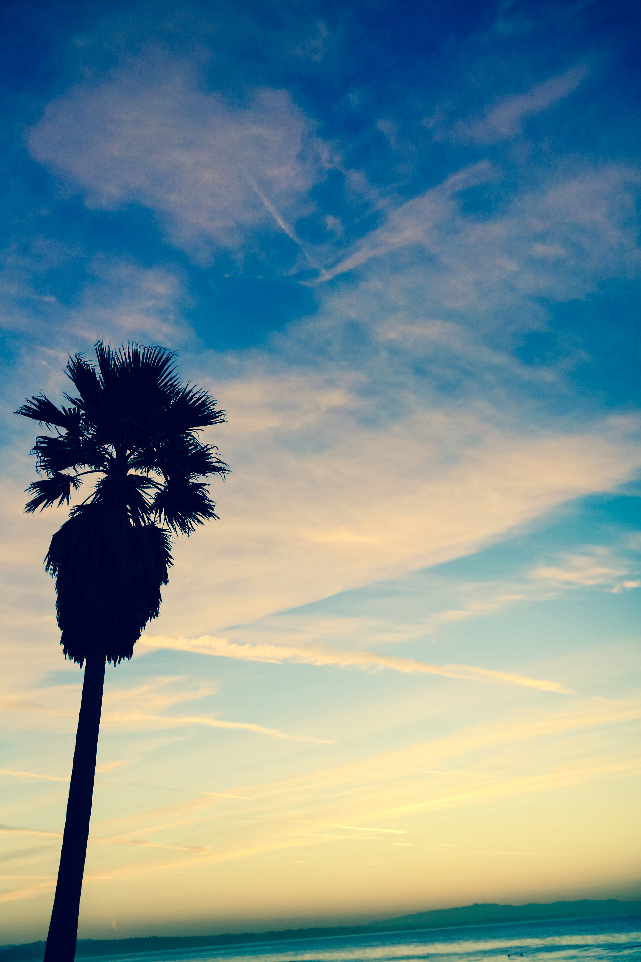 Santa Cruz Palm Tree - Fine Art Metal Print