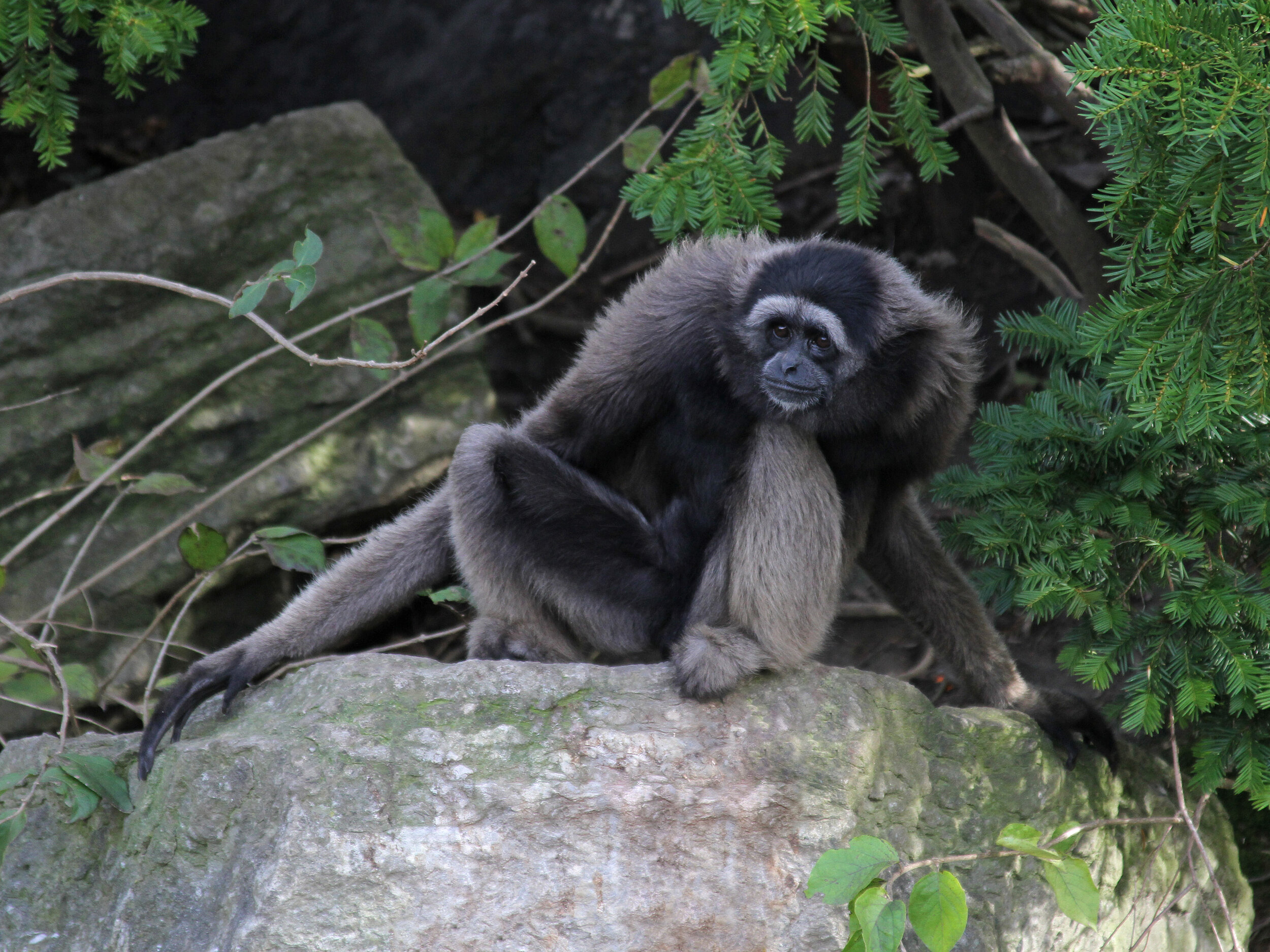 Muellers Gibbon - Photo by Greg Hume (Copy)
