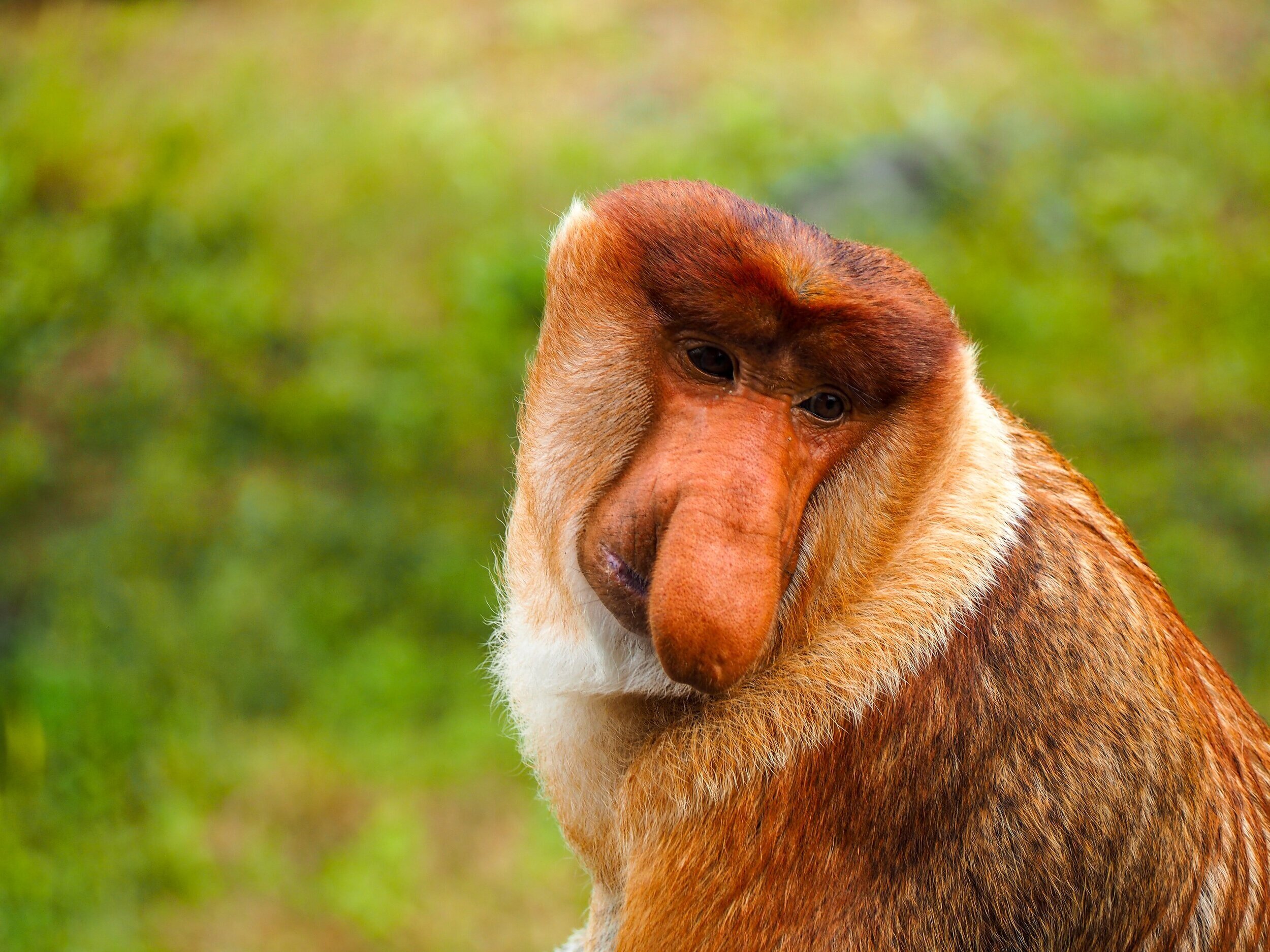 Proboscis Monkey - photo by Charge The Globe on Unsplash (Copy)