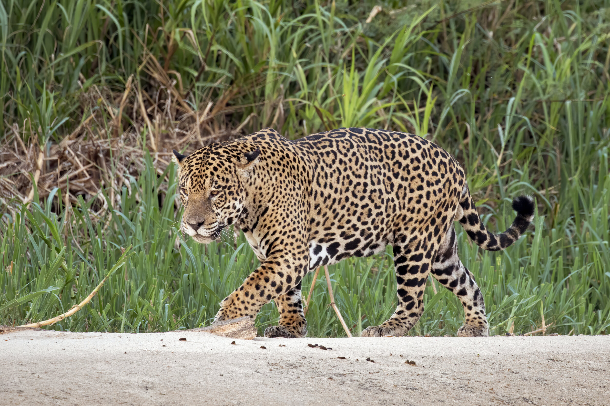 Charles J Sharp_Jaguar (Panthera onca palustris) male, Three Brothers River, Pantanal, Brazil.jpg