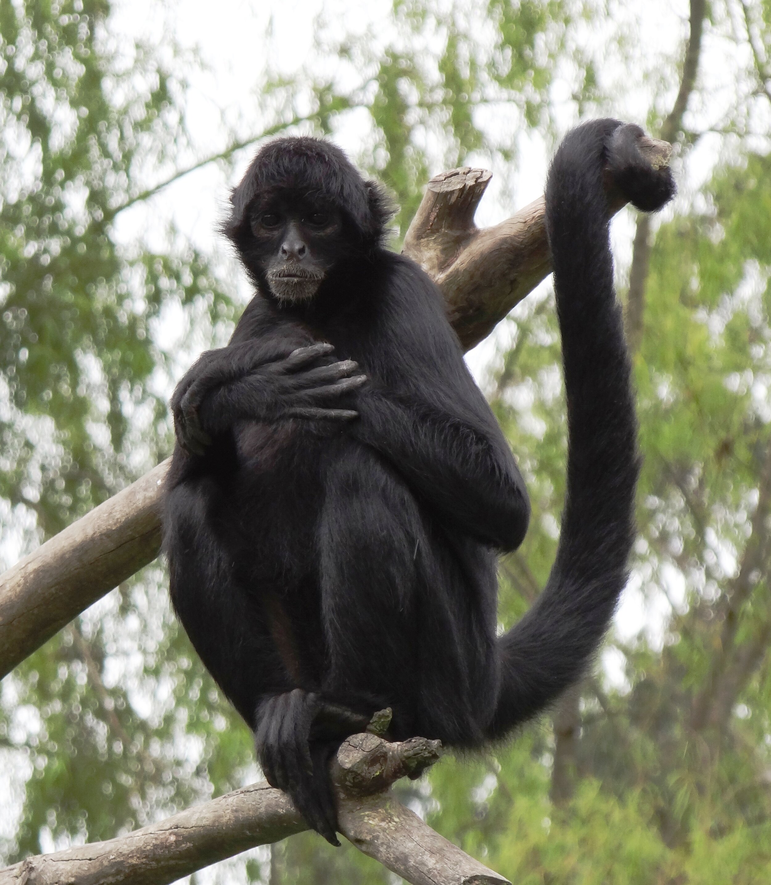 Petruss_Spider monkey with long arms ( Ateles fusciceps ) at the Jaime Duque Park Zoo, Cundinamarca, Colombia.jpeg