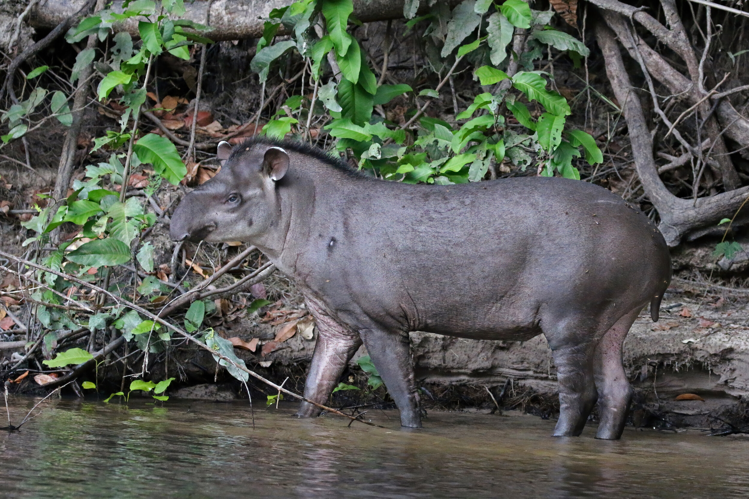 Charles J Sharp_South American tapir (Tapirus terrestris), Cristalino River, Southern Amazon, Brazil.jpeg