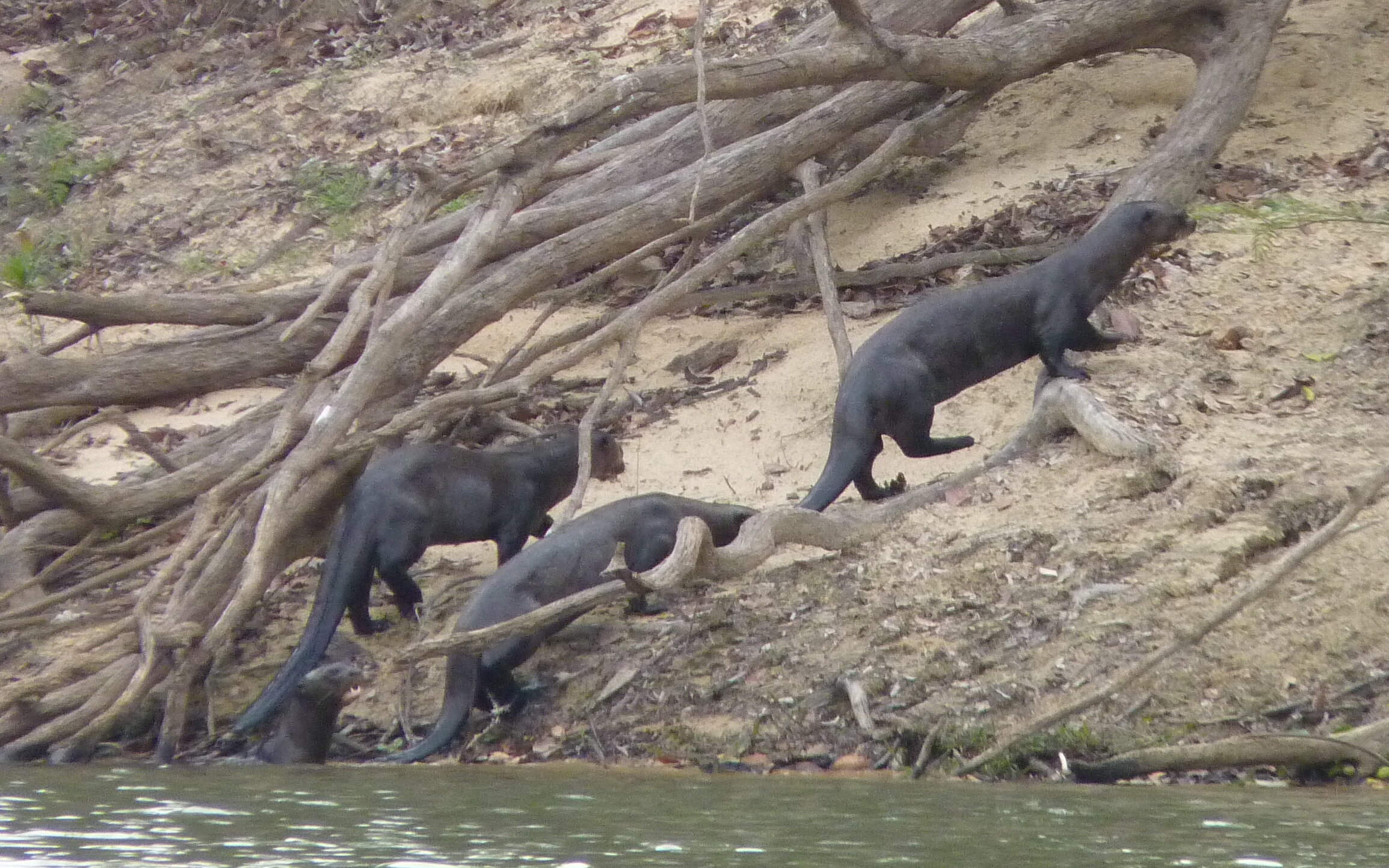 Rio Cicica_A group of four giant otters emerging from the water to patrol a campsite on the riverbank at Cantão State Park.jpeg