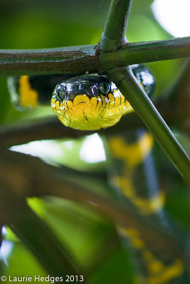Gold-ringed cat snake or mangrove snake (Boiga dendrophila).jpg