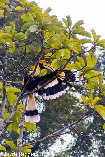 Great Hornbill (Buceros bicornis).jpg