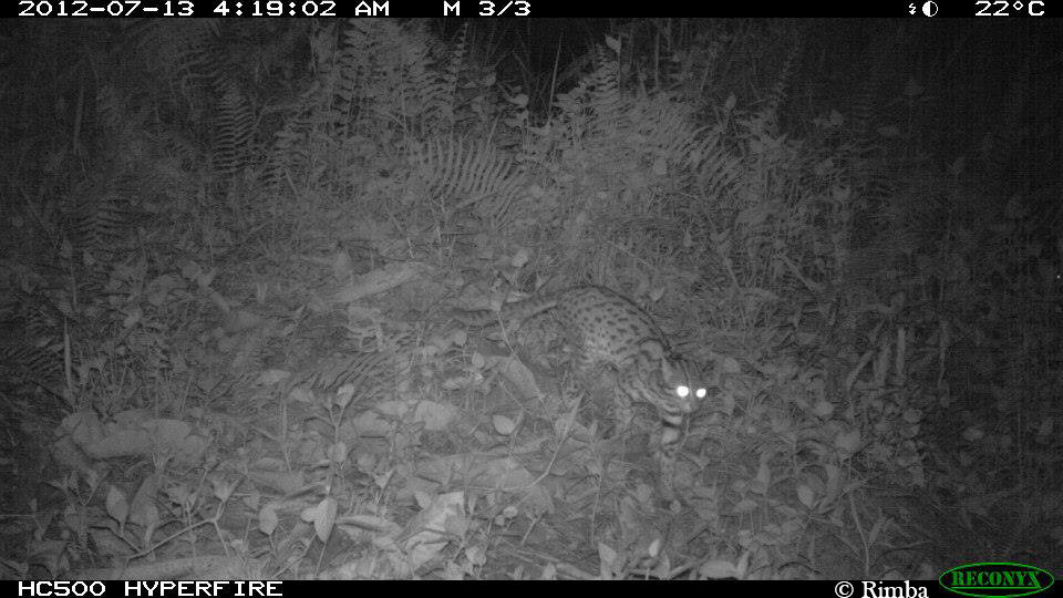 Leopard cat.jpg