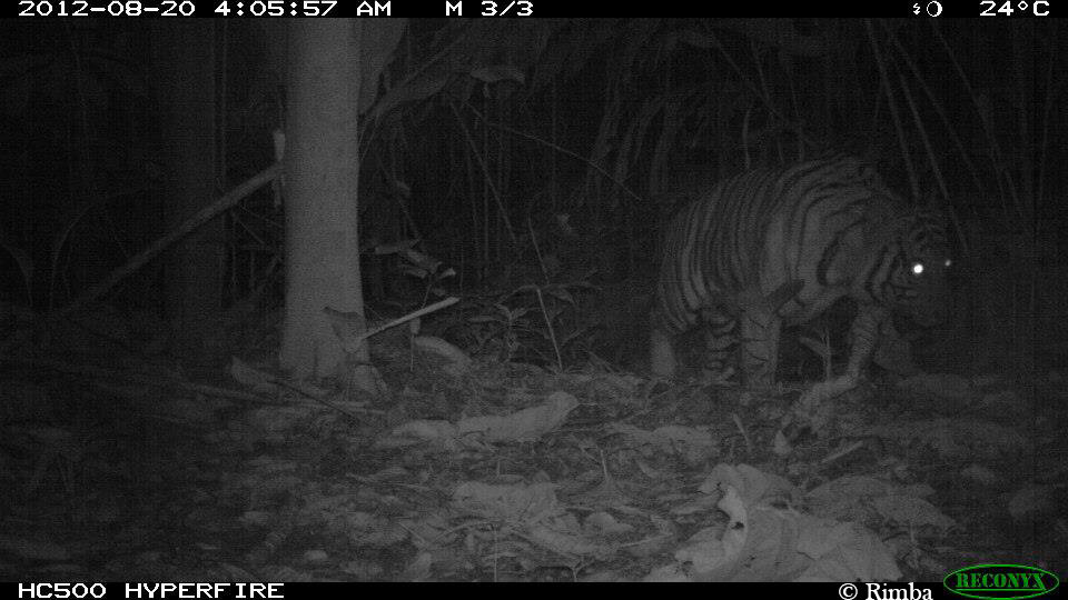 Malayan tiger.jpg