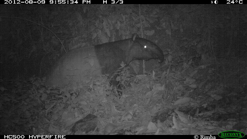 Malayan tapir.jpg