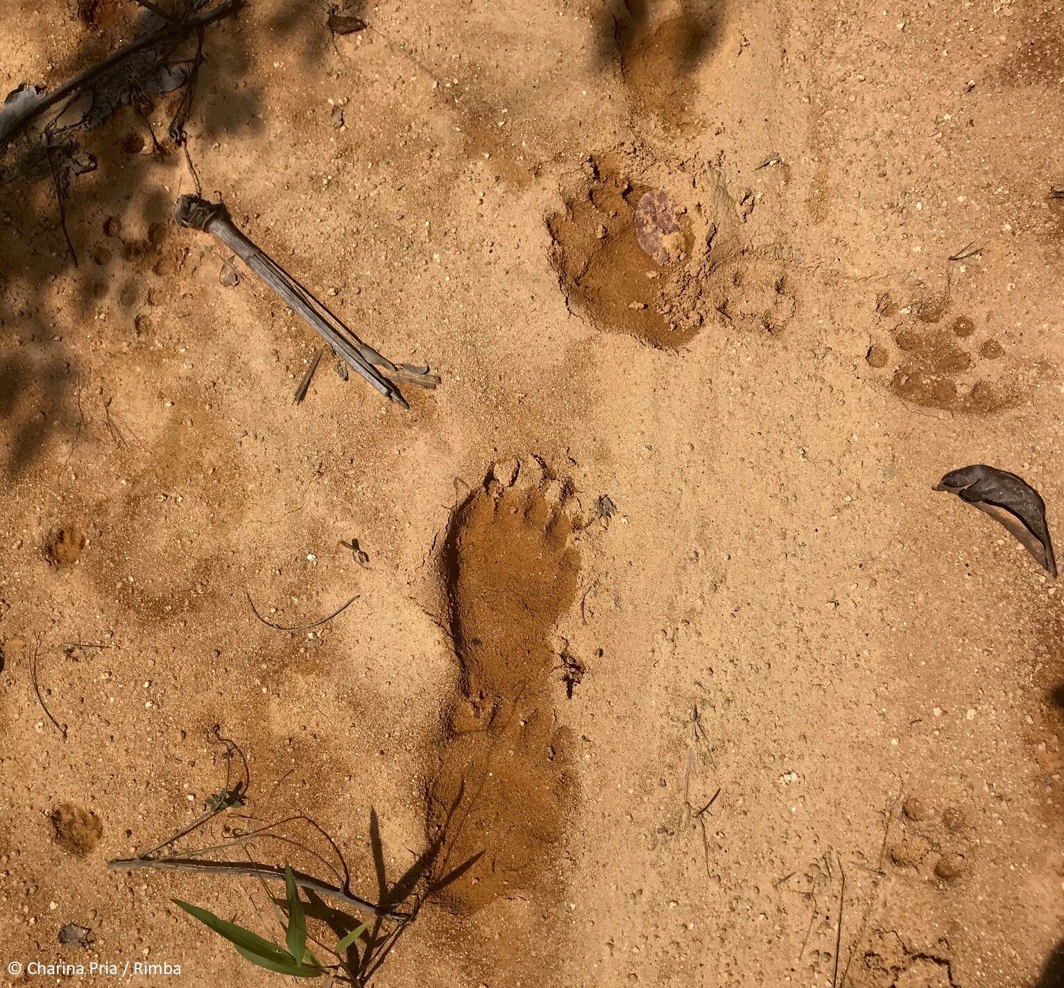 Malaysian sun bear pug marks.jpg