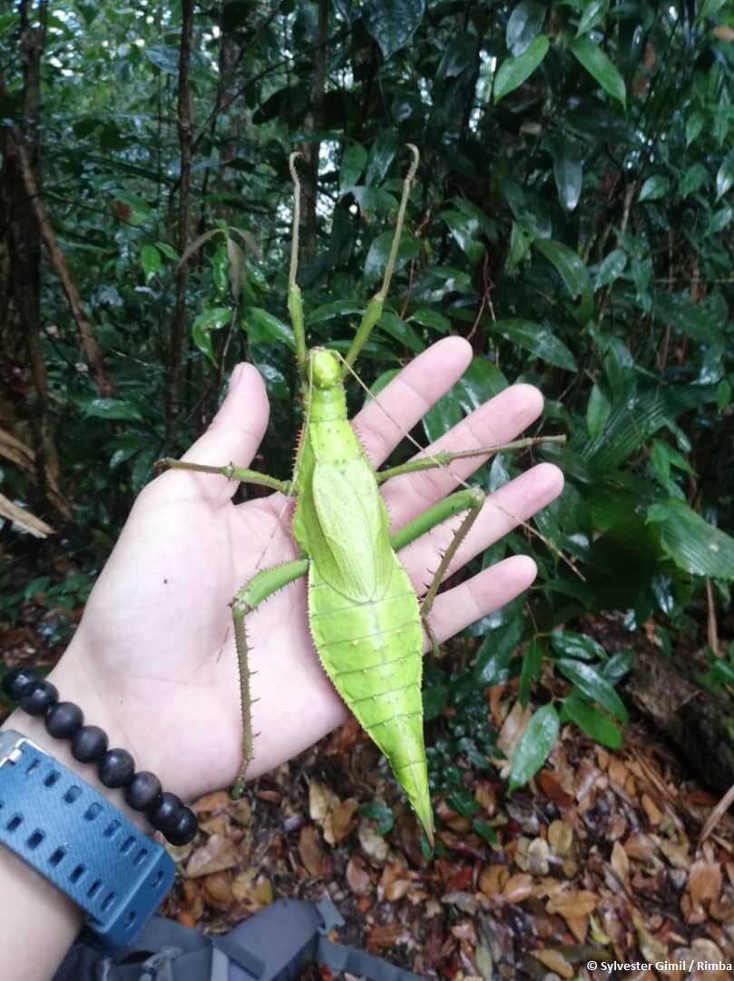 stick insect, also known as the Malayan Jungle Nymph (Heteropteryx dilatata).jpg
