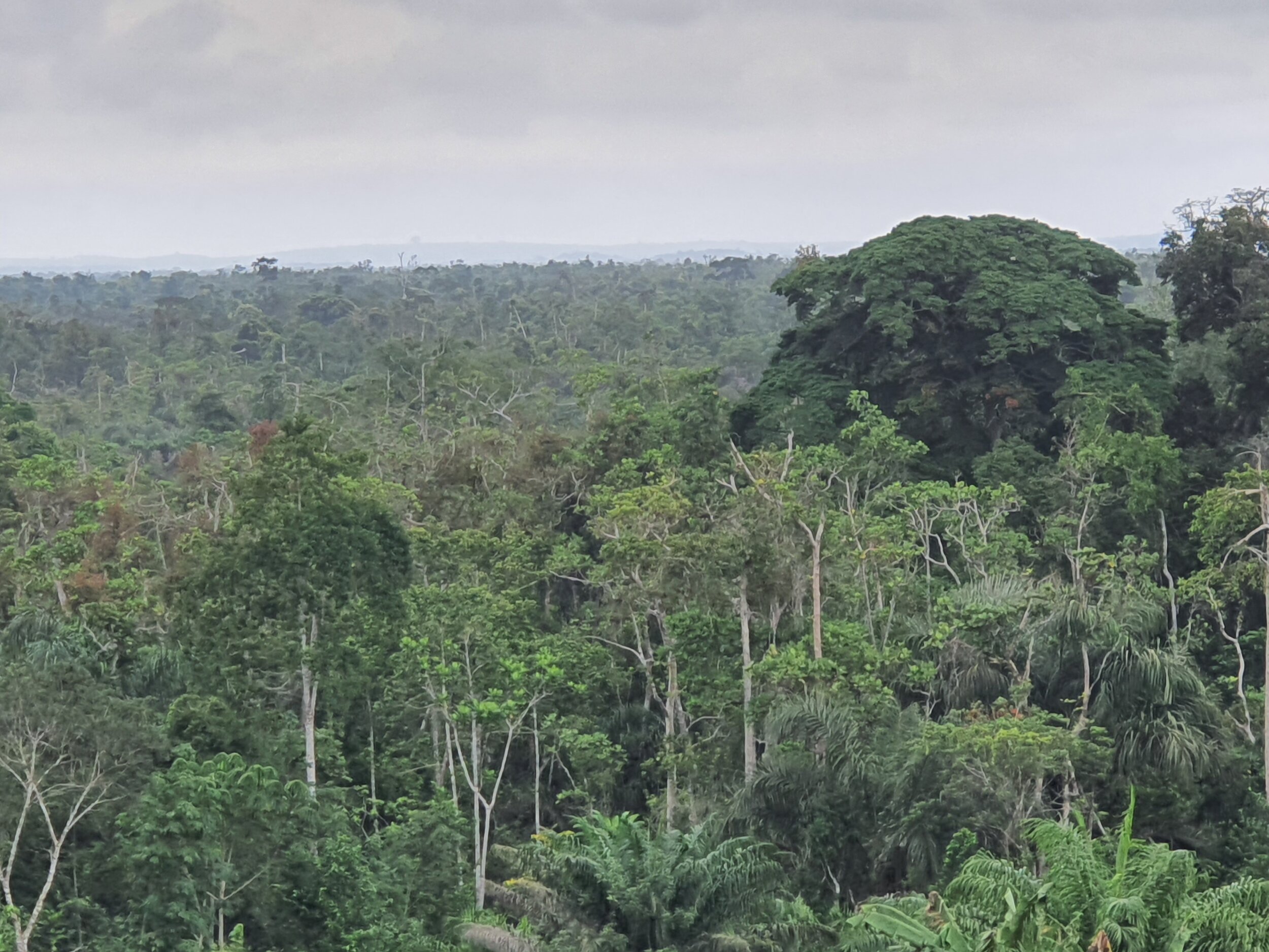 Canopy of the Tanoe-Ehy forest 2.jpg