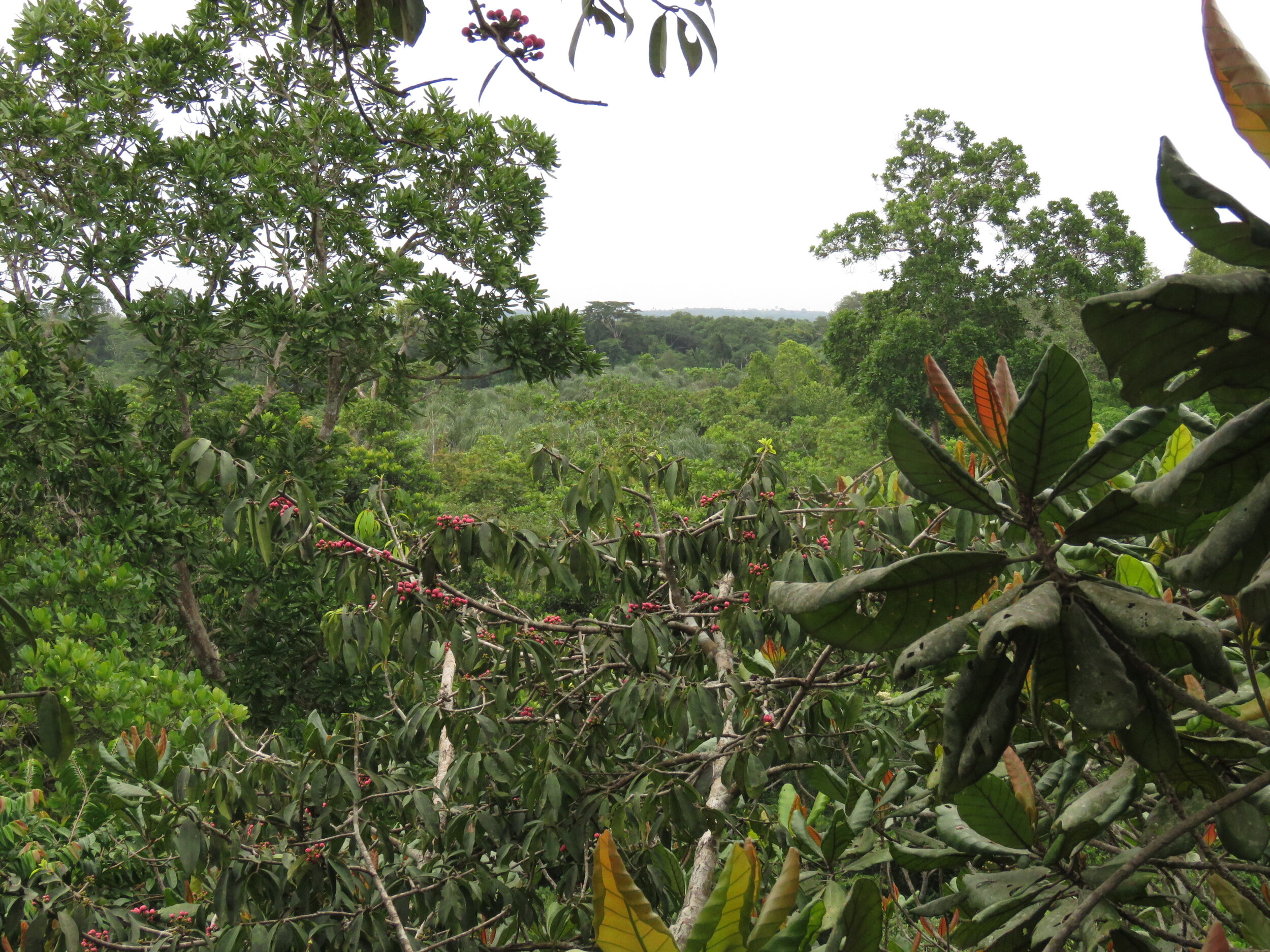 Canopy of the Tanoé-Ehy forest 1.jpg