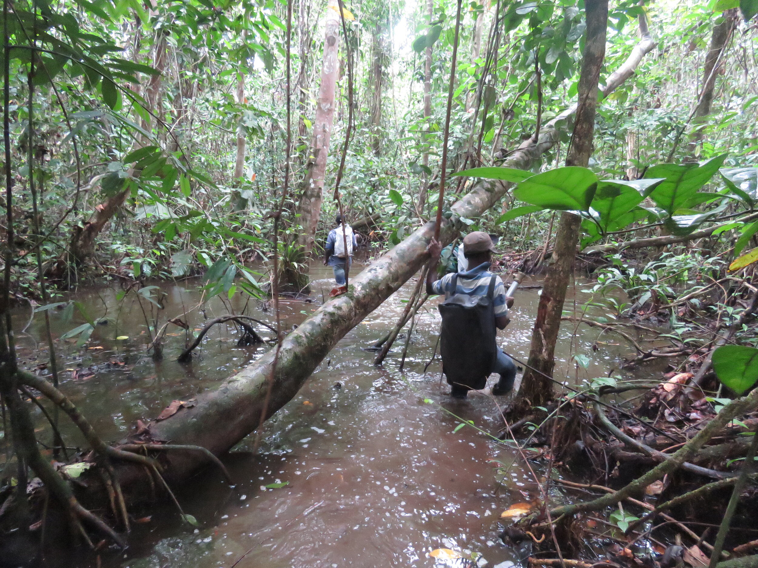 Inside the Tanoe-Ehy forest 3.jpg