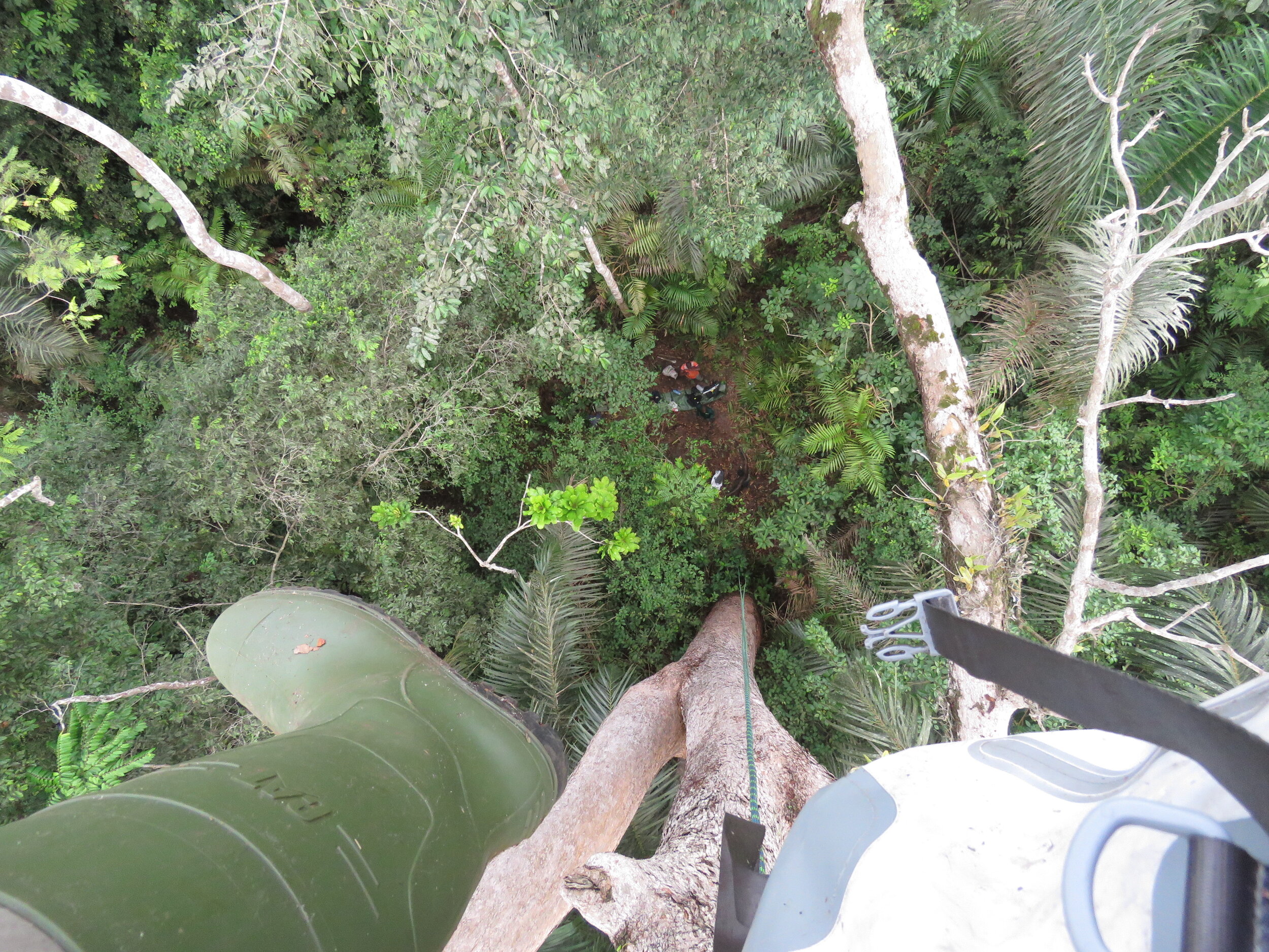 Looking down from the canopy.jpg