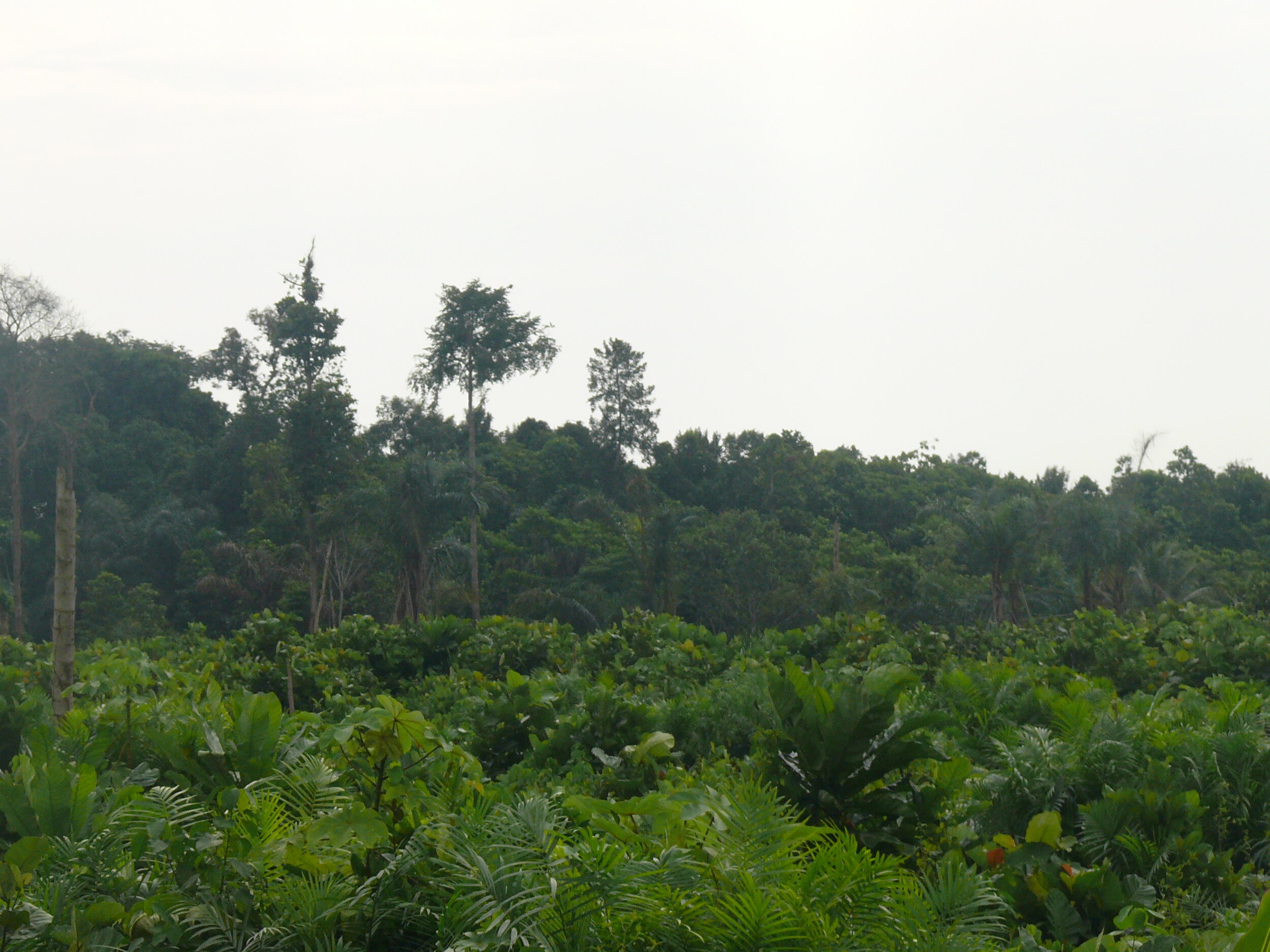 Periphery of the Tanoé-Ehy forest 2.JPG