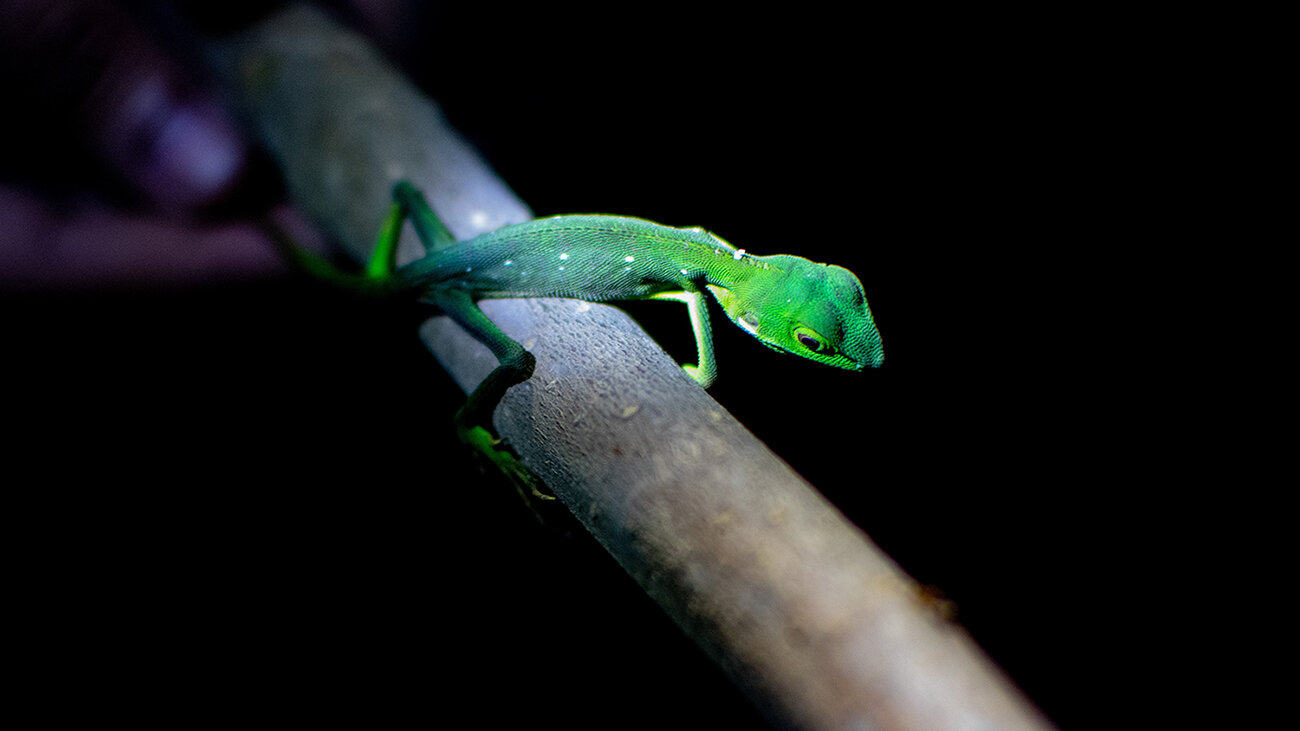 A.2 Green Crested Lizard(Bronchocela spp.jpg