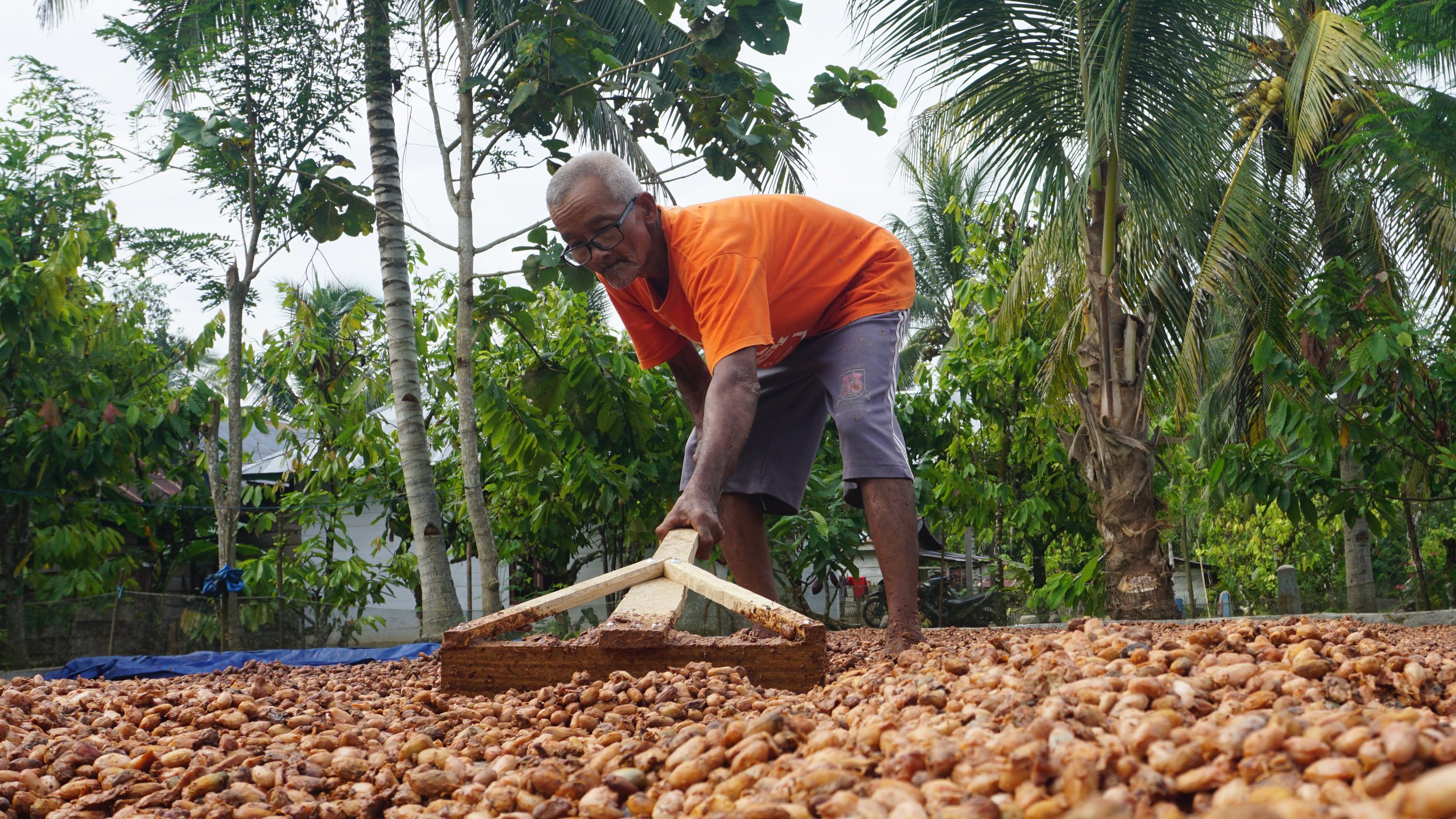 Pak Sartam drying cocoa beans_Puncak Jaya_Burung Indonesia_Muhammad Meisa.JPG