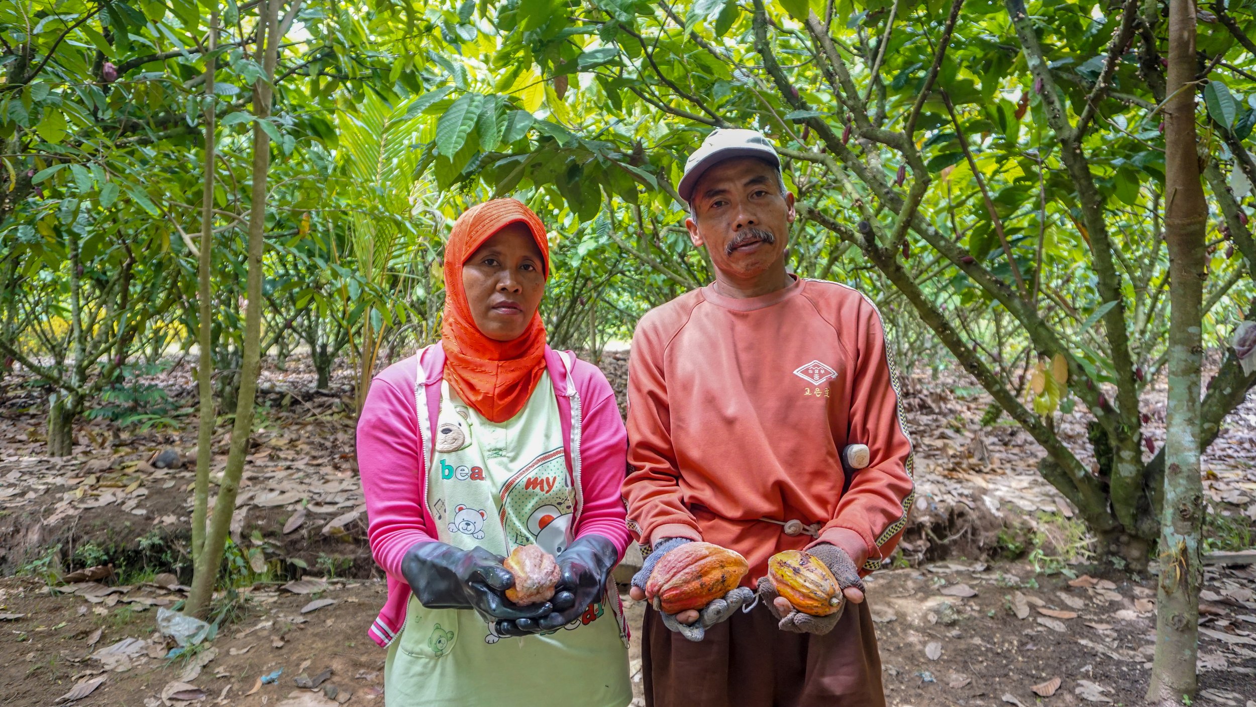 Pak Tekad and his wife harvest cocoa pods in Taluditi_Burung Indonesia_Muhammad Meisa.jpg