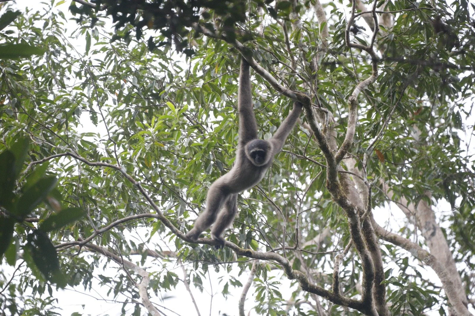 Abbott's gibbon in Banua Tanga 2.jpeg