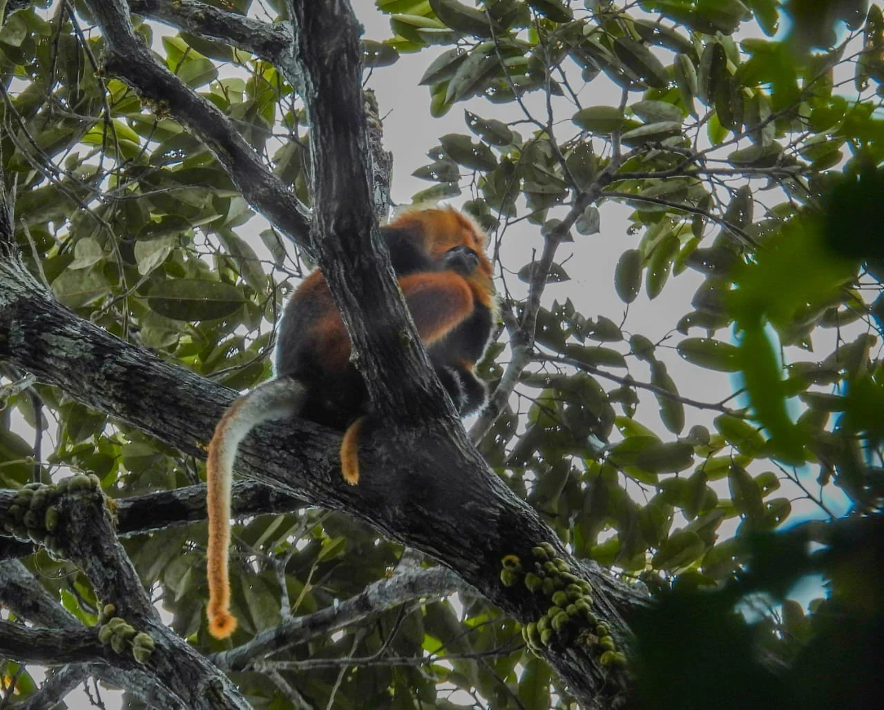 Tricolour langur in Banua Tanga  .jpg
