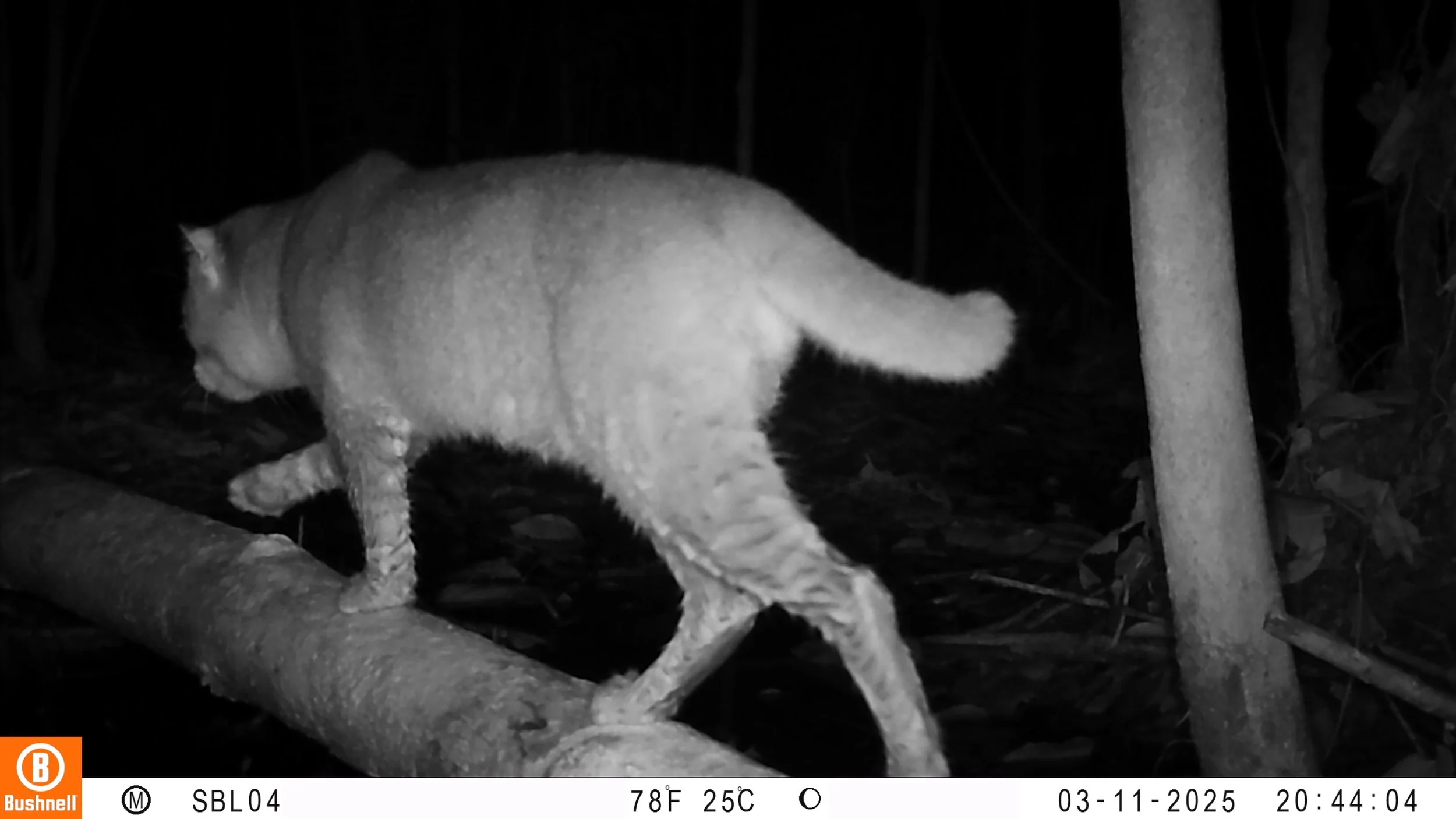 Flat-headed cat in Sungai Uluk Palin.jpg