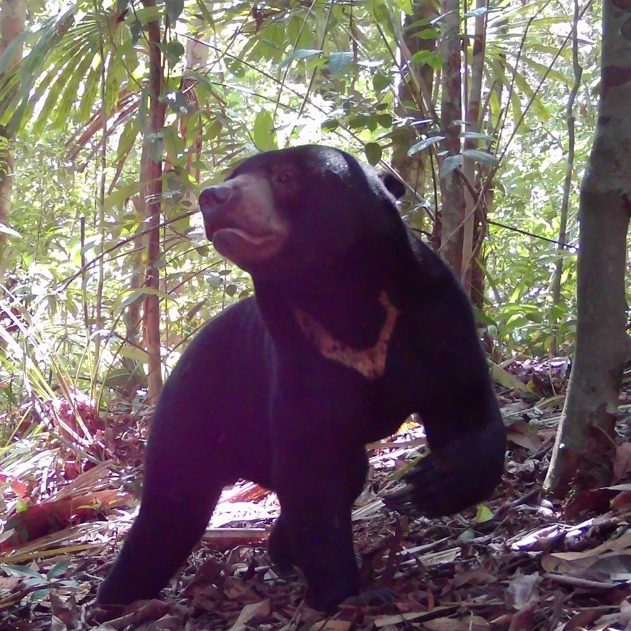 🌿 Today on Threatened Species Day, we&rsquo;re proud to share our newly approved Indigenous-led conservation project: Bentarum Biodiversity Corridor in West Kalimantan, Indonesia. 🌏

Located in the Heart of Borneo, this extraordinary rainforest is 