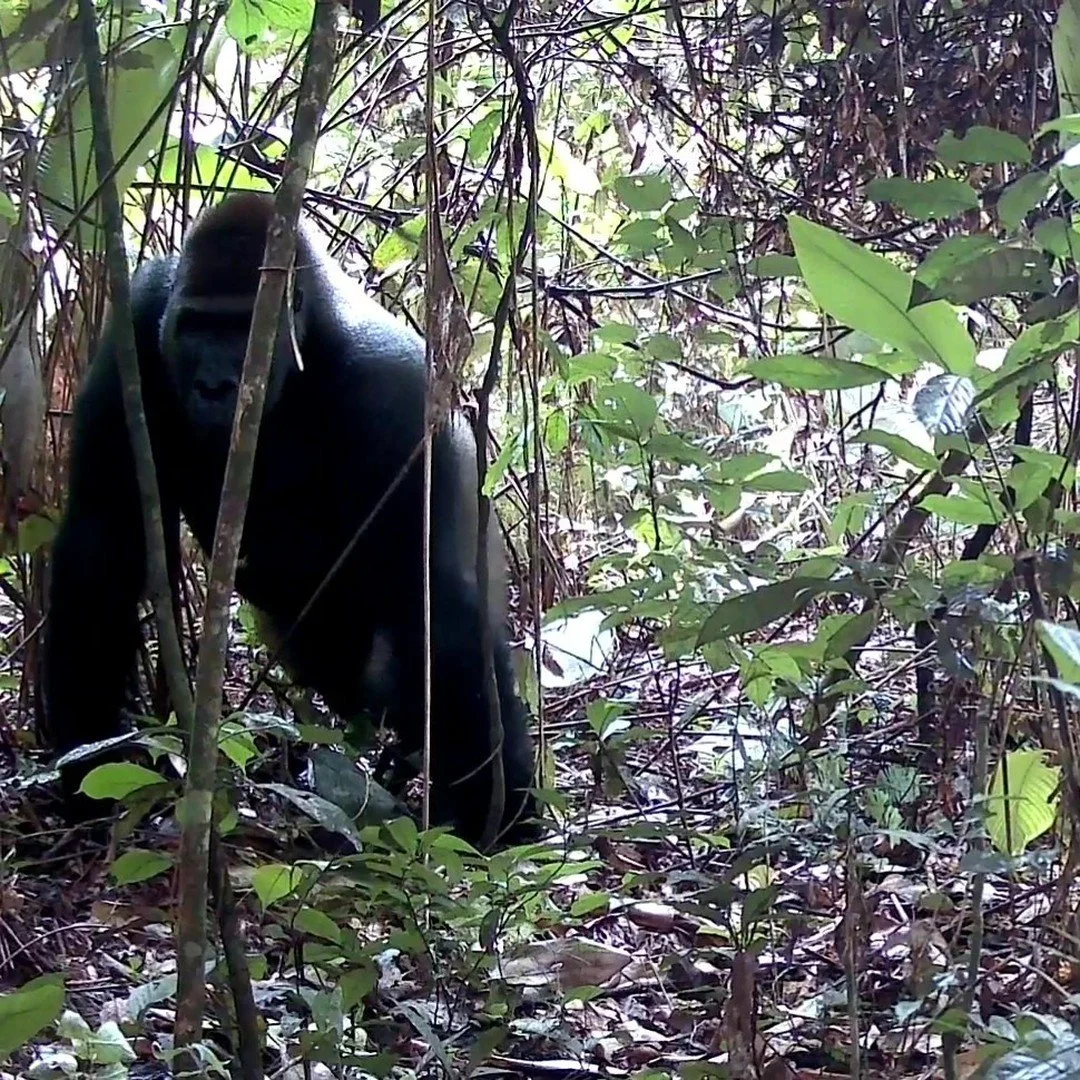 Forest Conservation Fund 1st post on Instagram! Camera trap of Western Lowland Gorilla in KEBO community forest corridor, part of our Deng-Deng Belabo Gorilla Corridor project (9,709 ha) part of the Congo Basin forest, Cameroon. Without this corridor