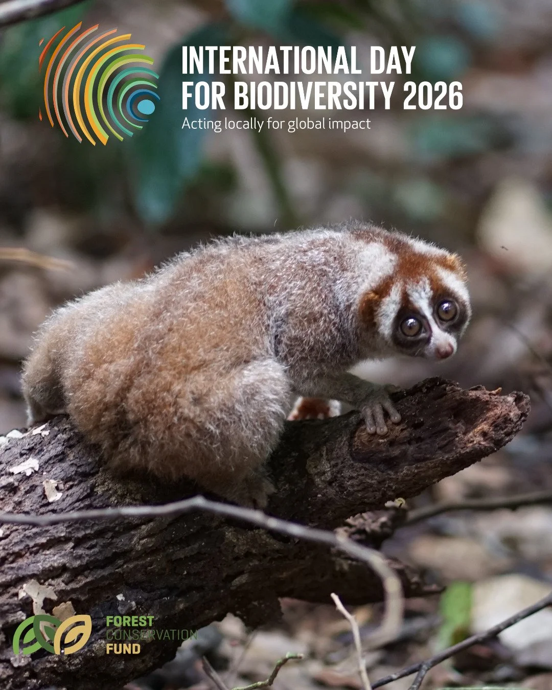 🌿 Tiny guardian of the rainforest.

This slow loris from Indonesia&rsquo;s Lesan River Project reminds us that every species plays a role in keeping forests alive.

On World Biodiversity Day, Forest Conservation Fund celebrates the biodiversity prot