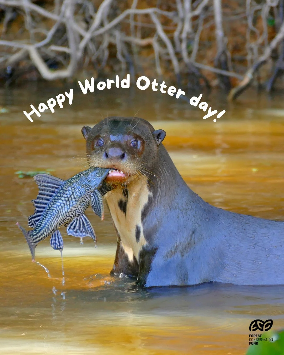 Today, on World Otter Day, we celebrate one of nature&rsquo;s most charismatic and important freshwater guardians: the otter. 🌿🦦

Otters play a vital ecological role in maintaining healthy river and wetland ecosystems. As top predators, they help r