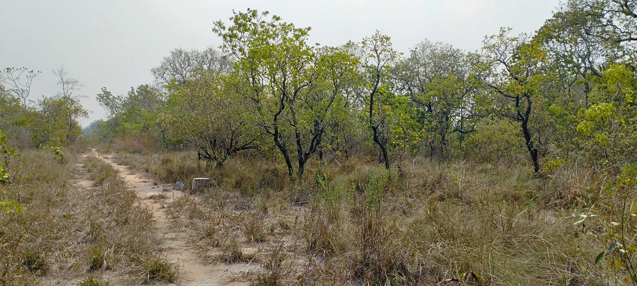 Arboleda del Cerrado ASL San Rafael .jpg