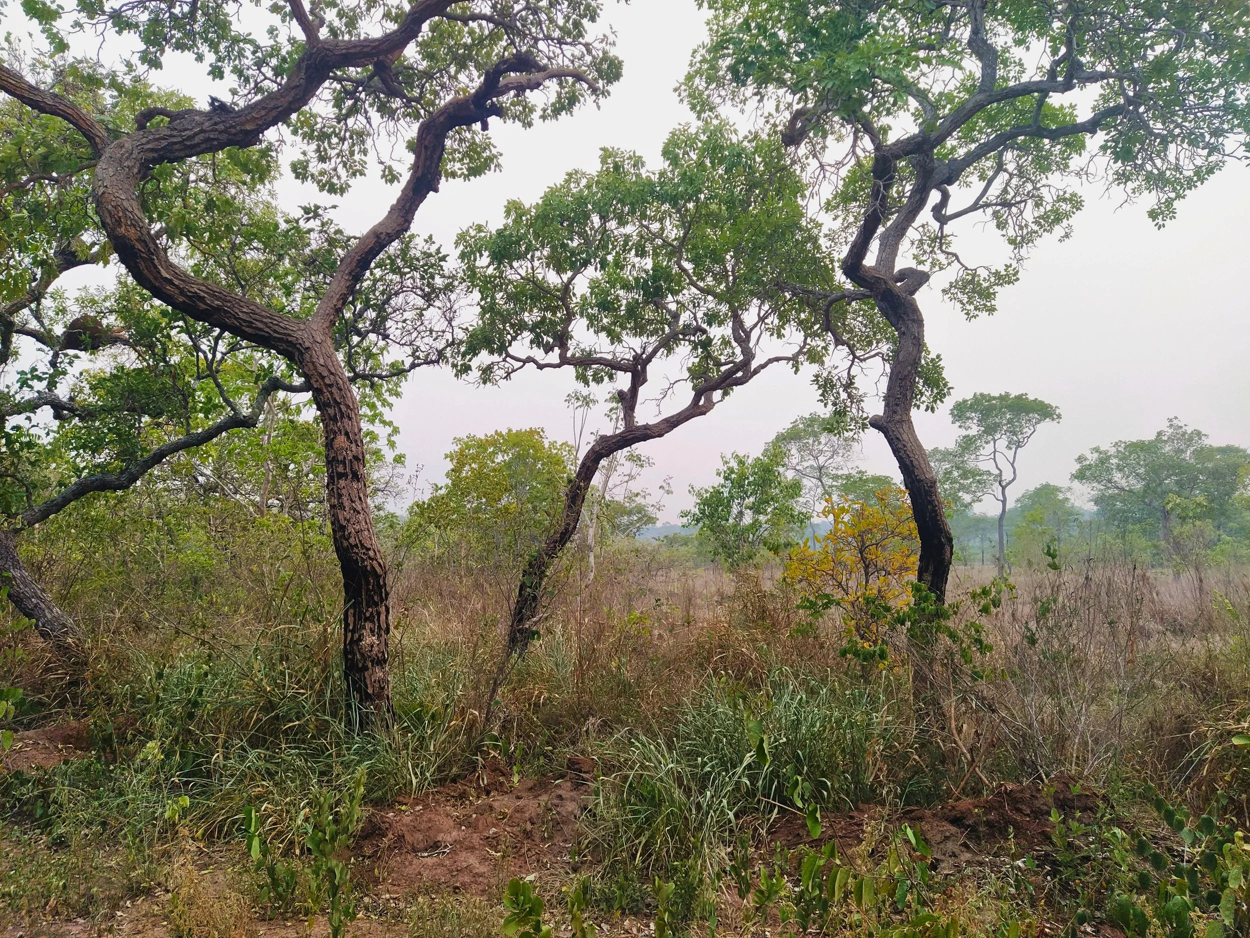 Bosque cerrado.jpg