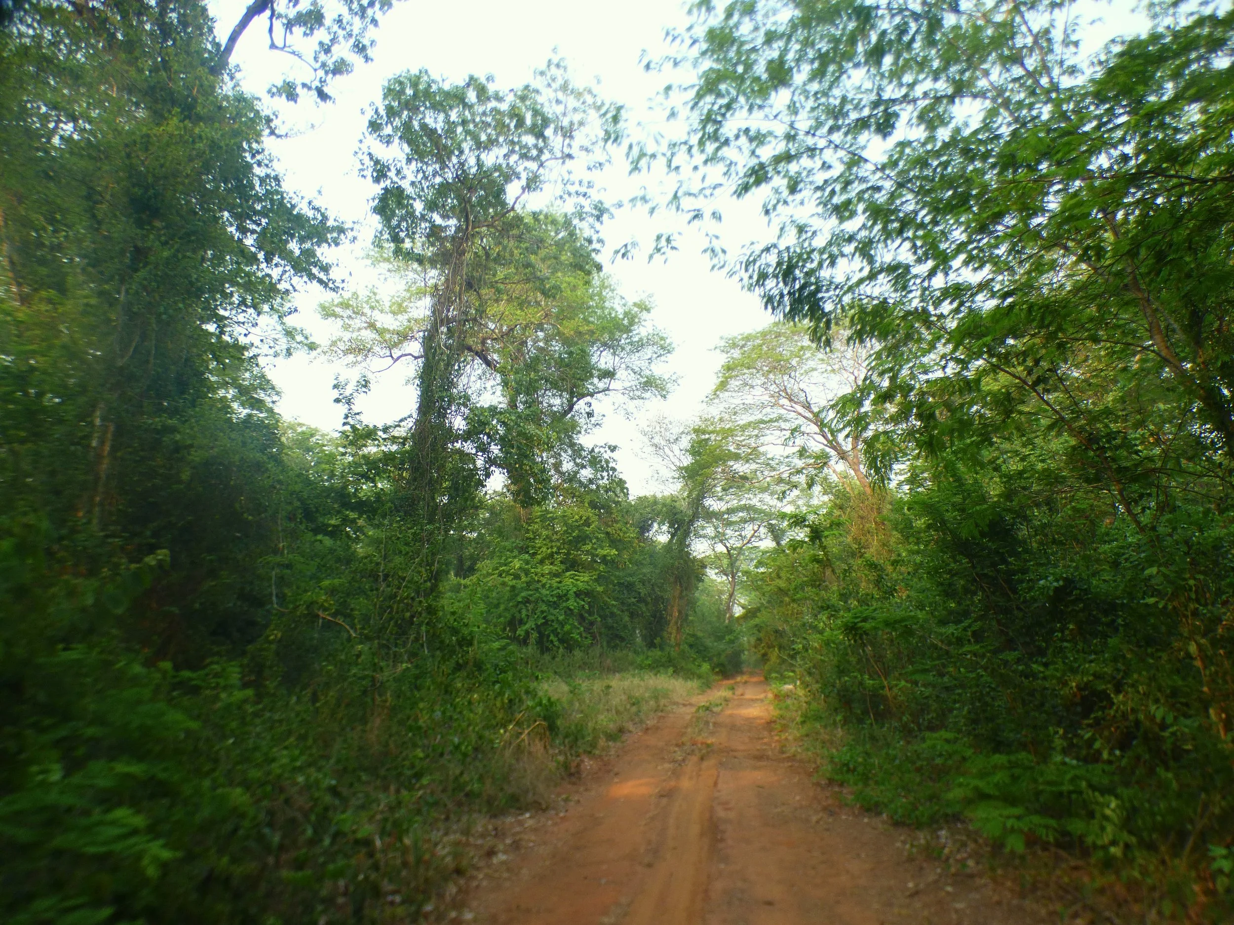 Bosque Chiquitano1.jpg