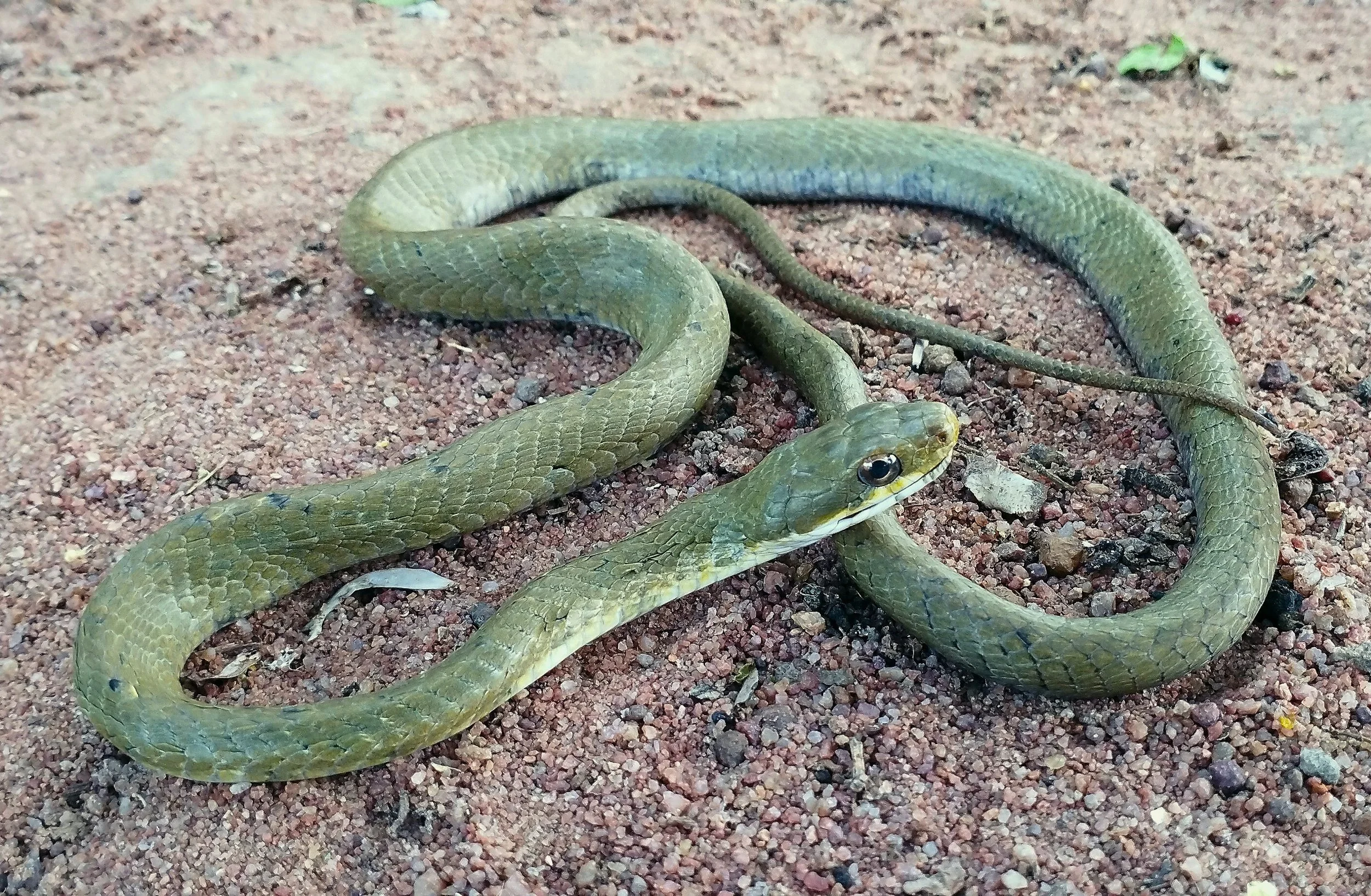 Culebra (Pseustes poecilonotus).jpg