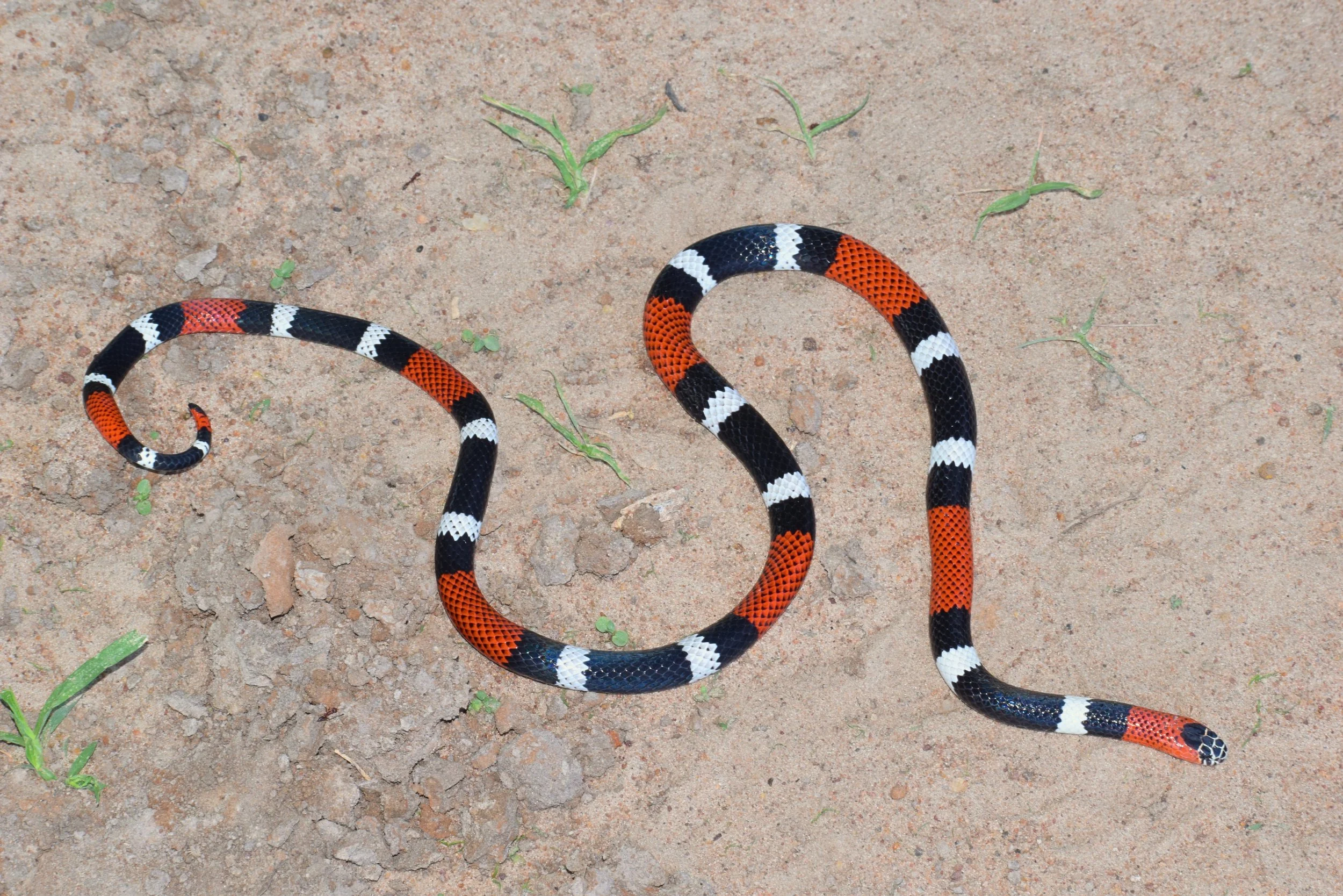 Coral (Micrurus pyrrhocryptus).jpg