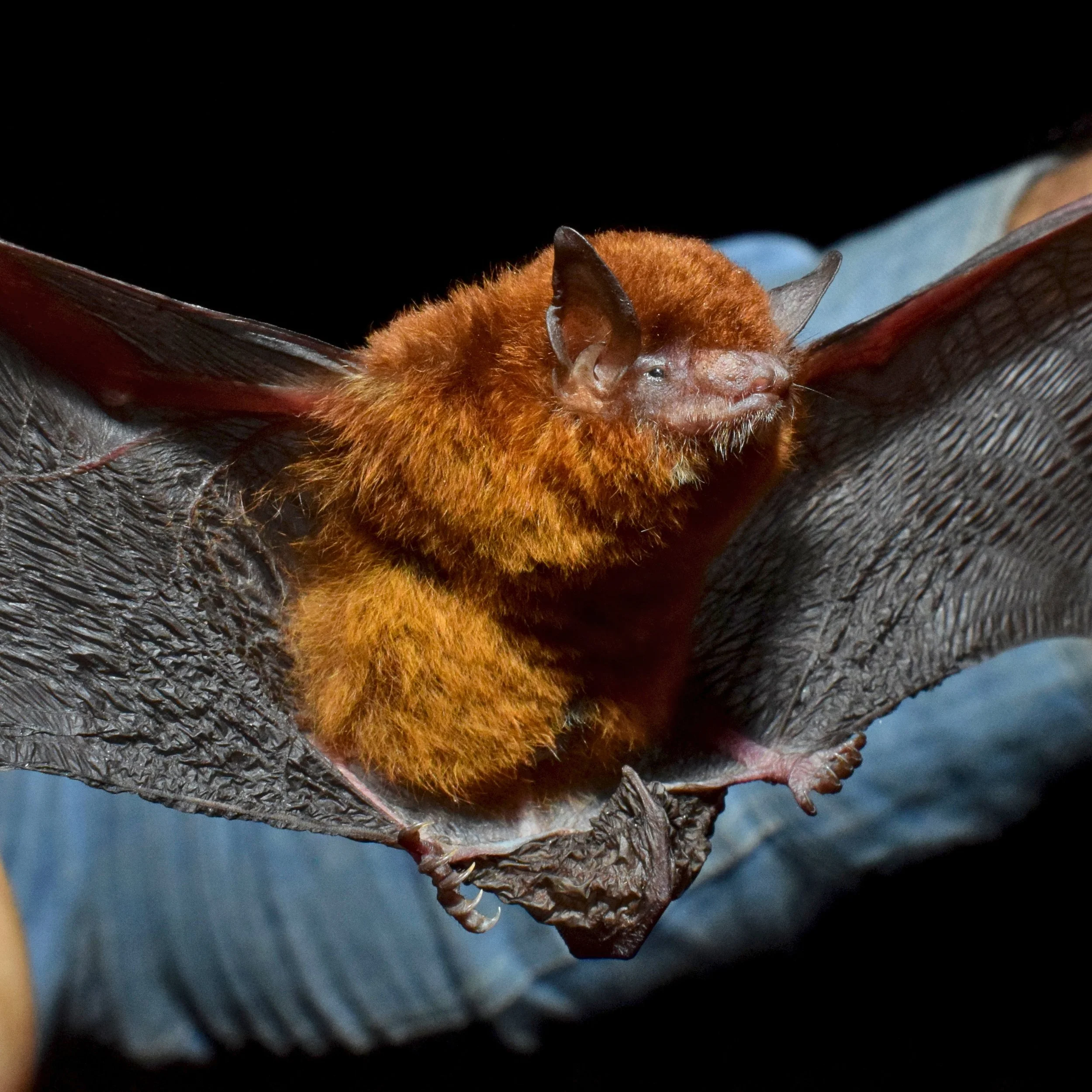 DSC_0016 Myotis cf. simus.jpg