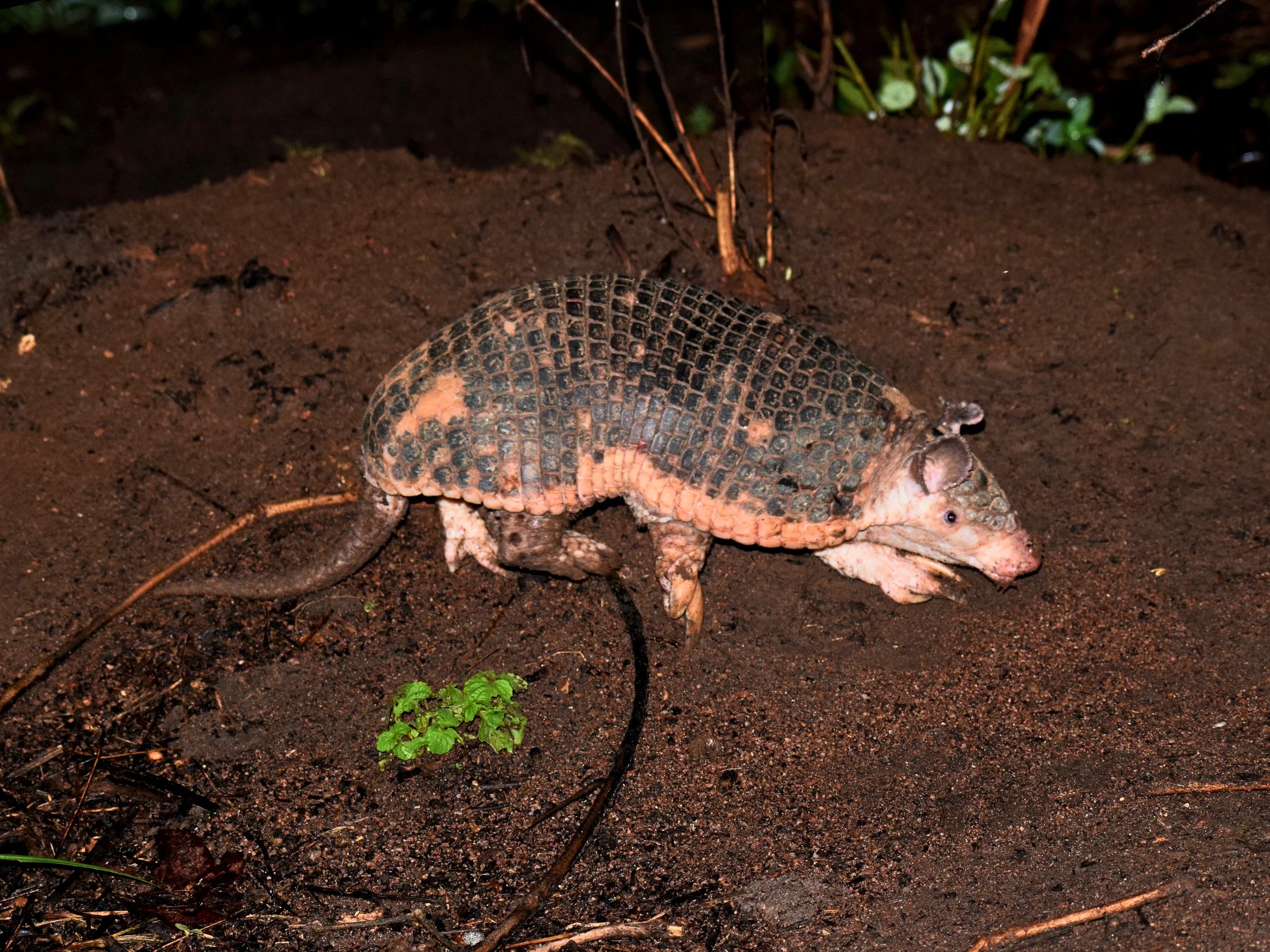 DSC_0360 Cabassous unicinctus.jpg