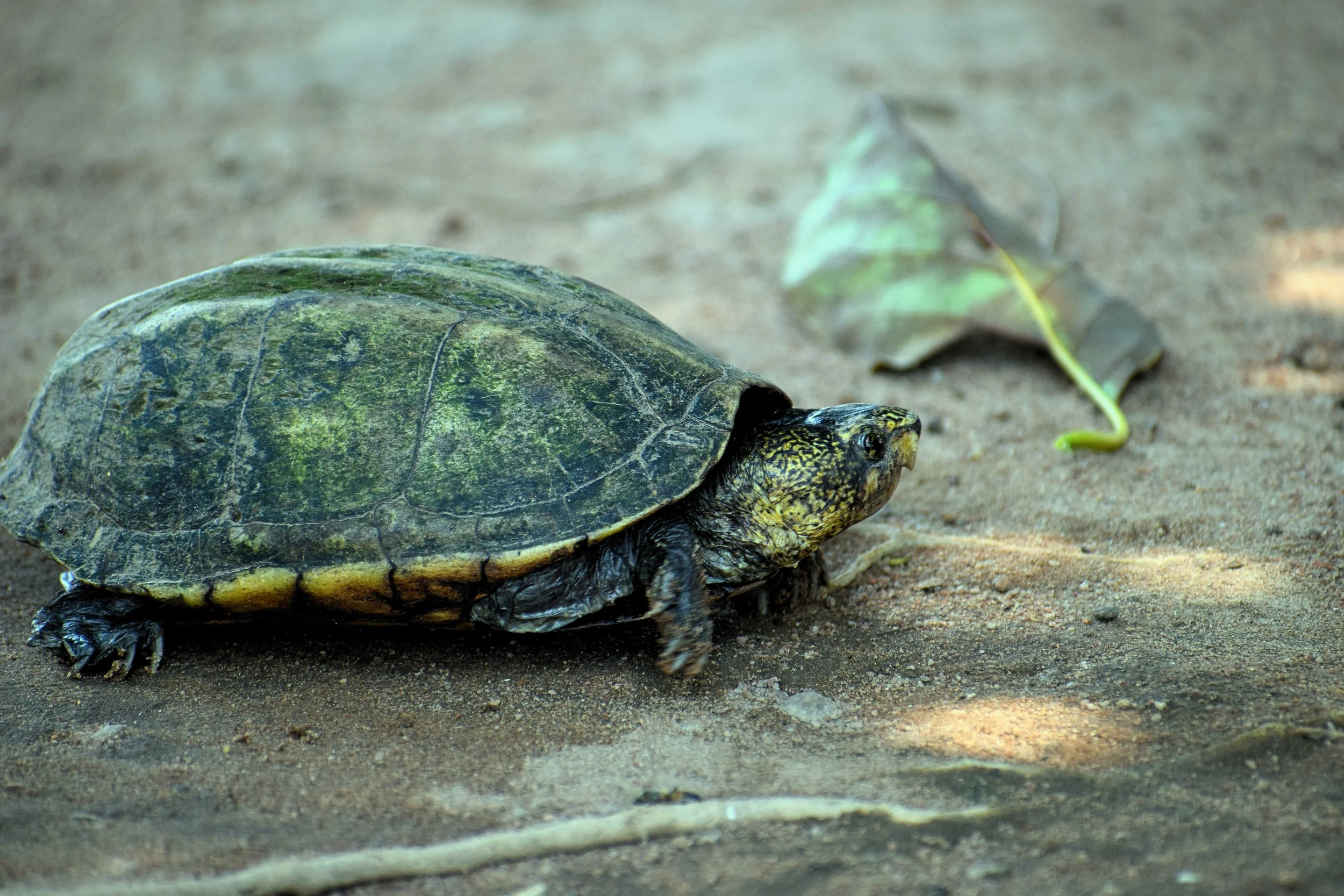 Galápago (Kinosternon scorpioides).jpg