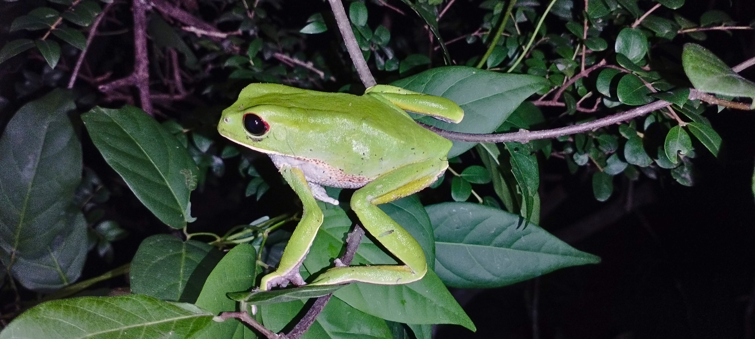 Rana verde (Phyllomedusa boliviana) .jpg