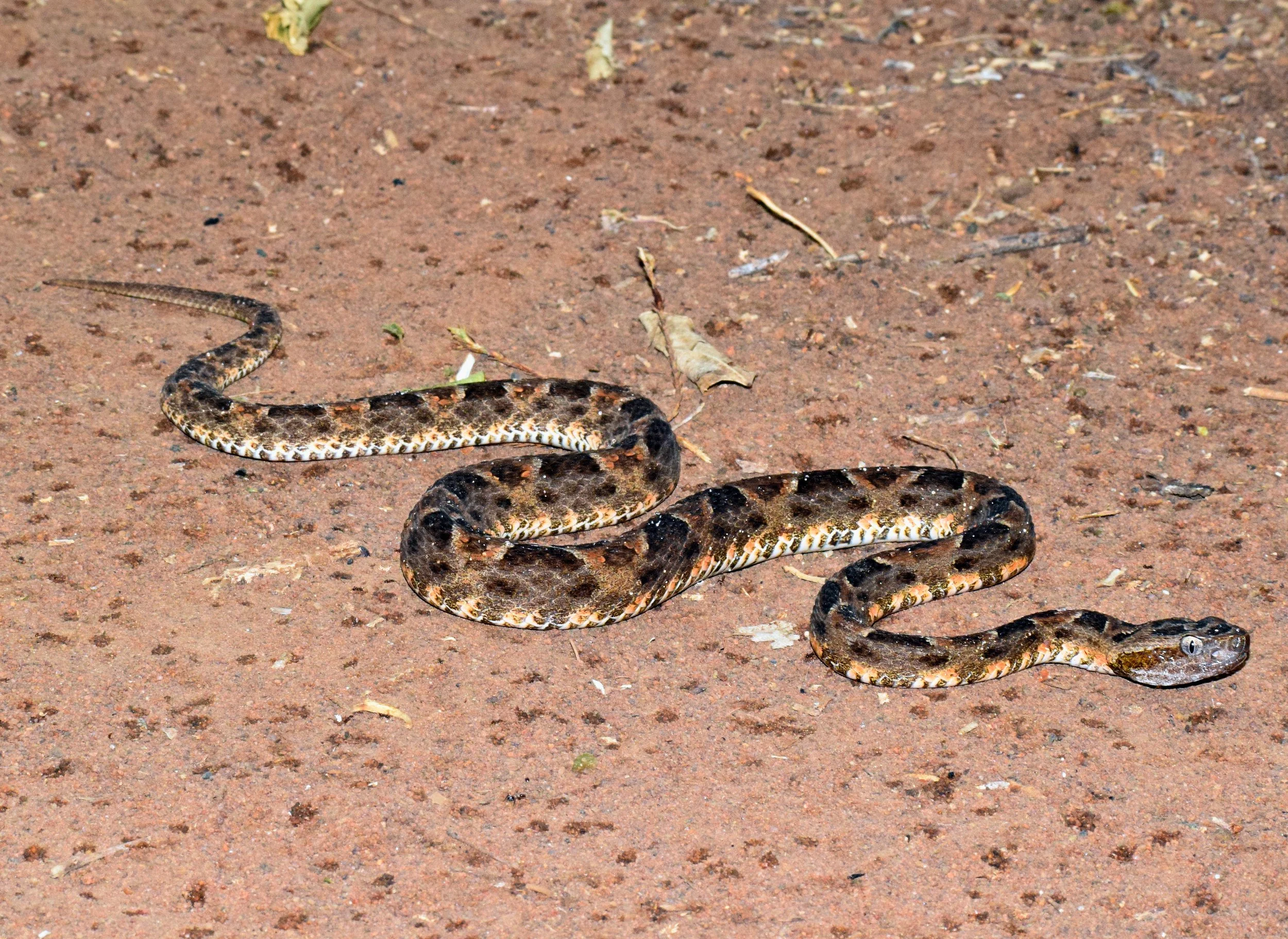 Yope (Bothrops diporus).jpg