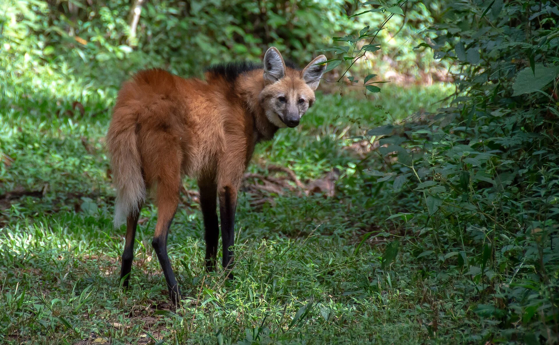 Chrysocyon_brachyurus_205682420_ wikimedia commons.jpg
