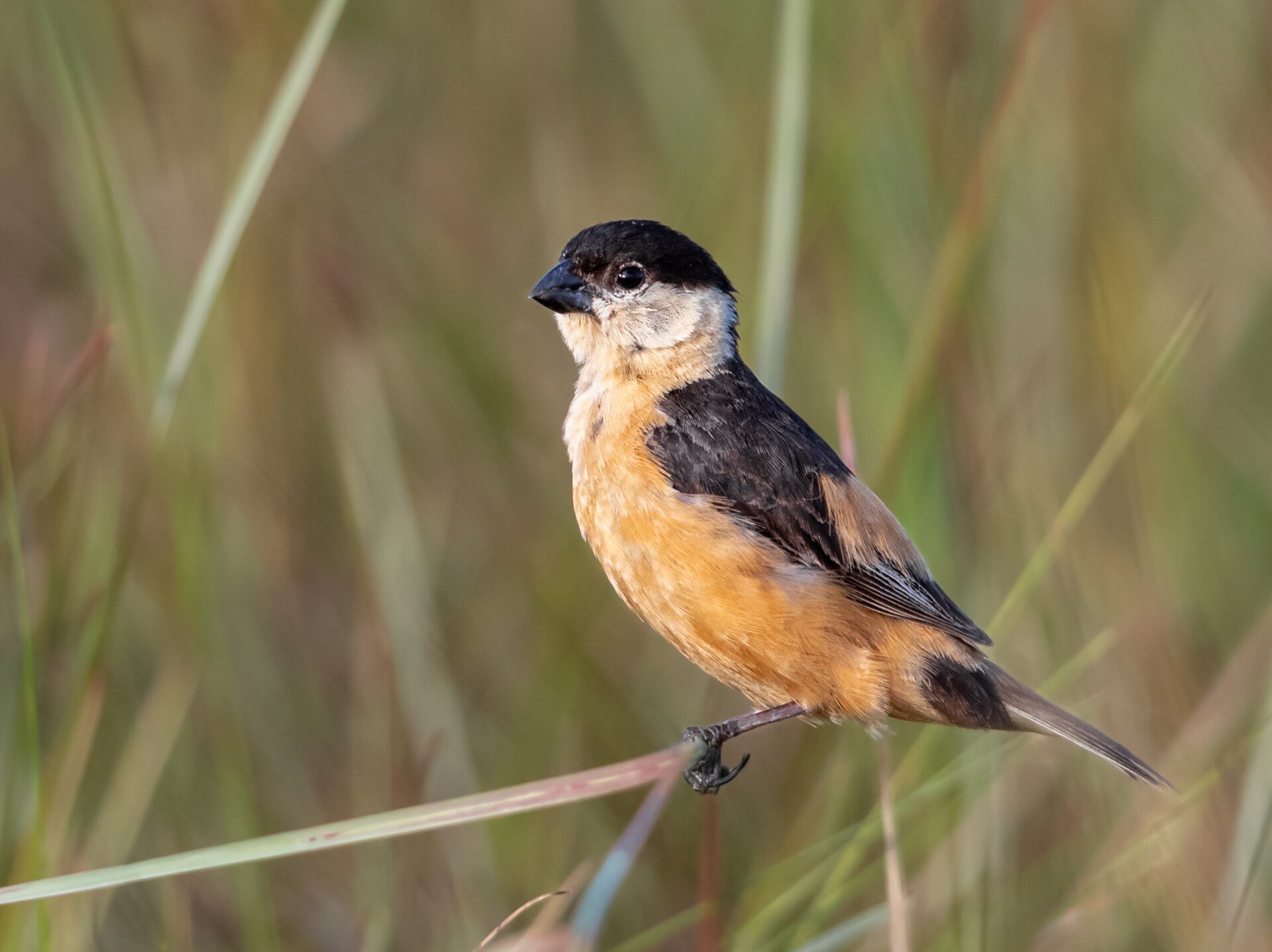 Sporophila_nigrorufa_-_Black-and-tawny_Seedeater_(male);_wikimedia commons.jpg